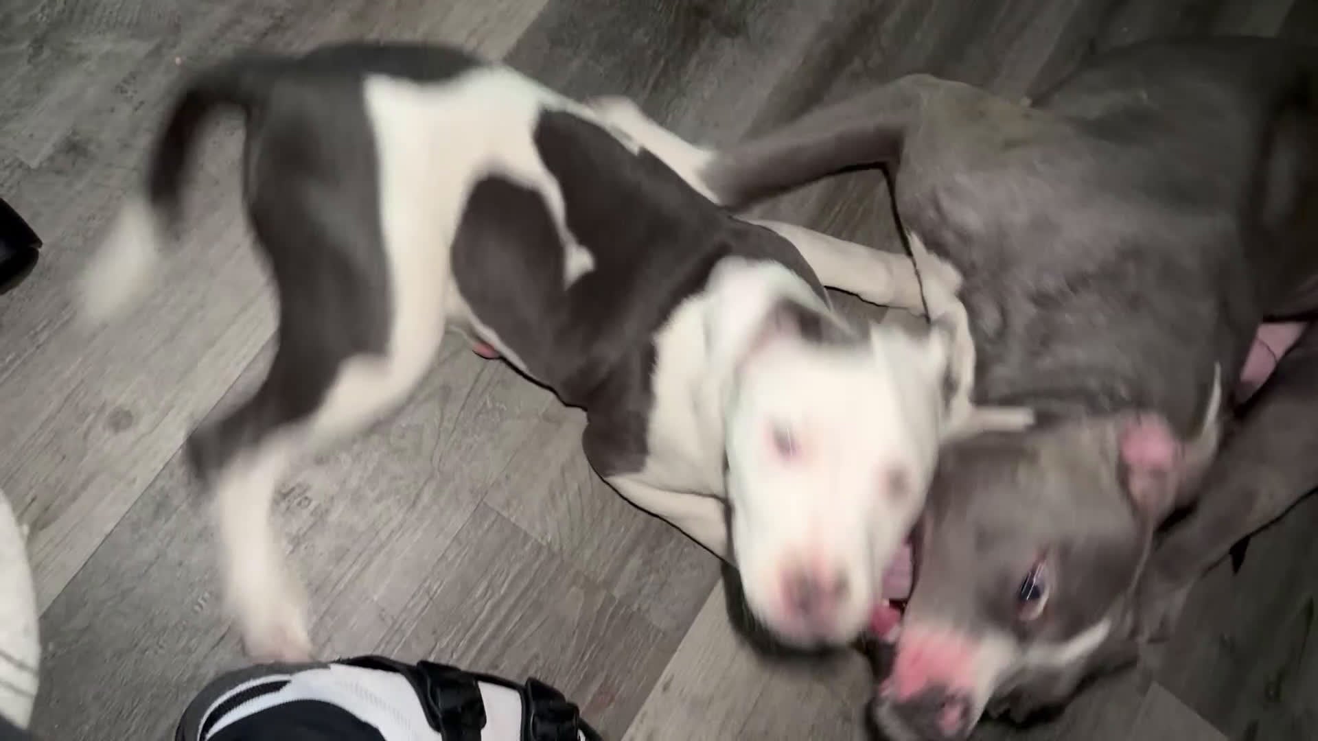 Mixed Breed dogs for sale: BullyPit Puppy (Kujo) - Video 2