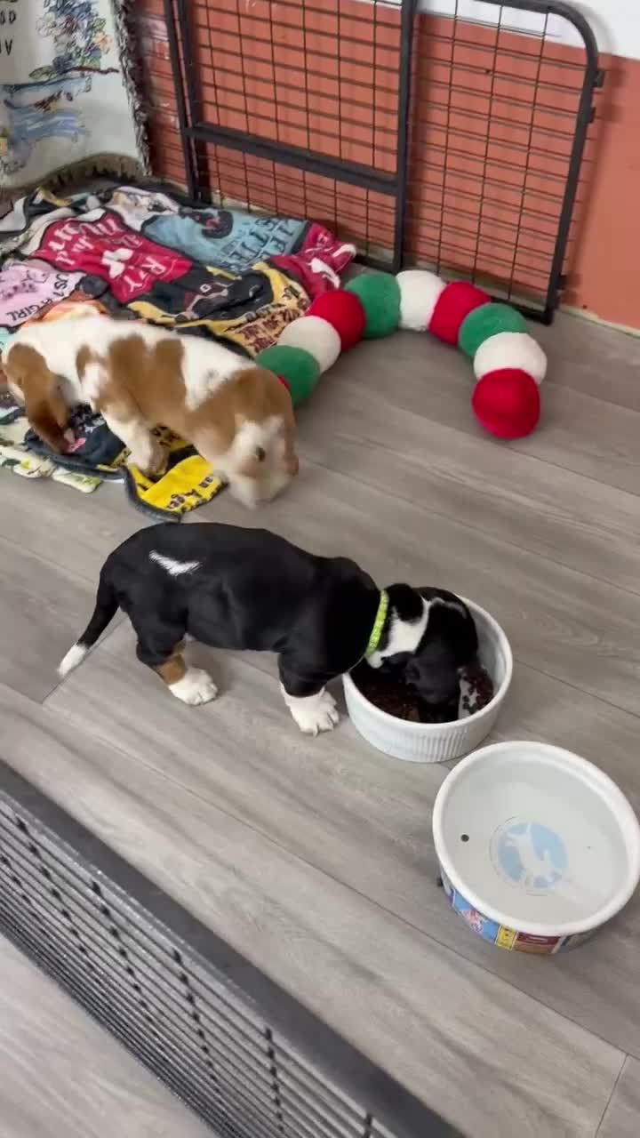 Basset Hound dogs for sale: Basset Hound Puppy 10 - Video 1