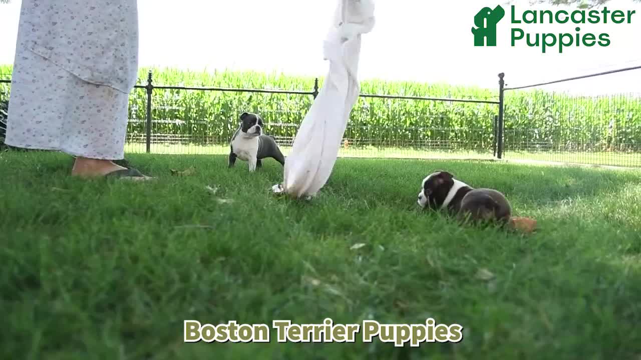 Boston Terrier dogs for sale: Vivoldi - Video 1