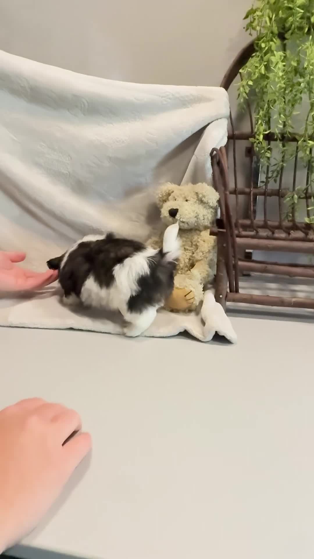Shih Tzu dogs for sale: AKC SIMON - Video 2