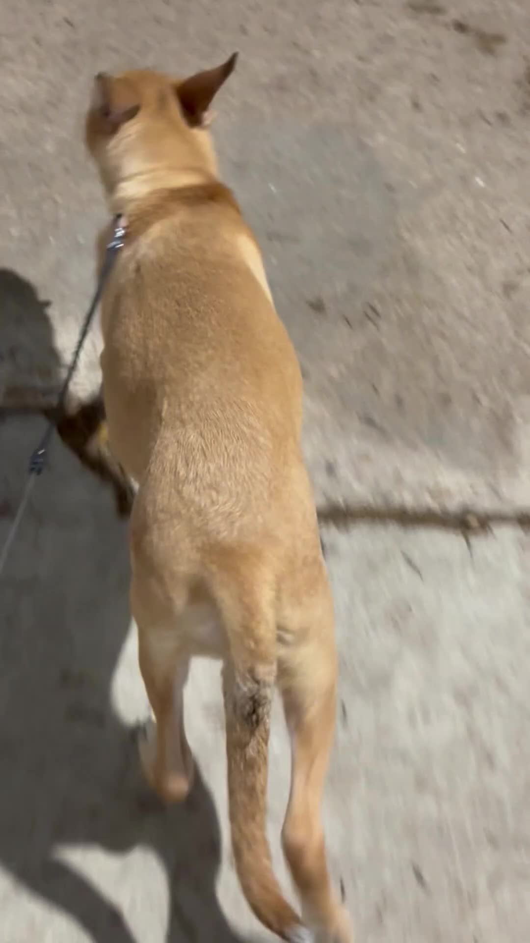 American Pit Bull Terrier dogs for sale: American Pit Bull Terrier Puppy 1 - Video 1