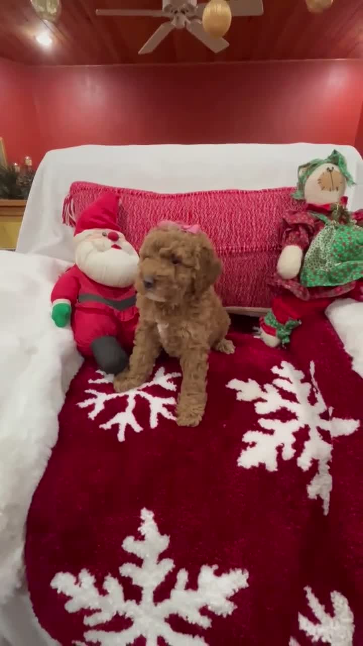 Mini Goldendoodle dogs for sale: Petite Tuxedo Mini Goldendoodle Star - Video 1