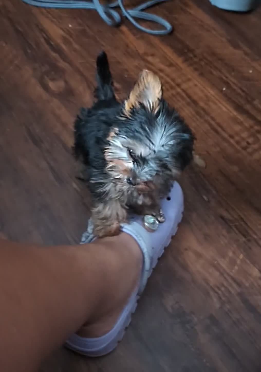 Yorkshire Terrier dogs for sale: Yorkshire Terrier 2 - Video 1