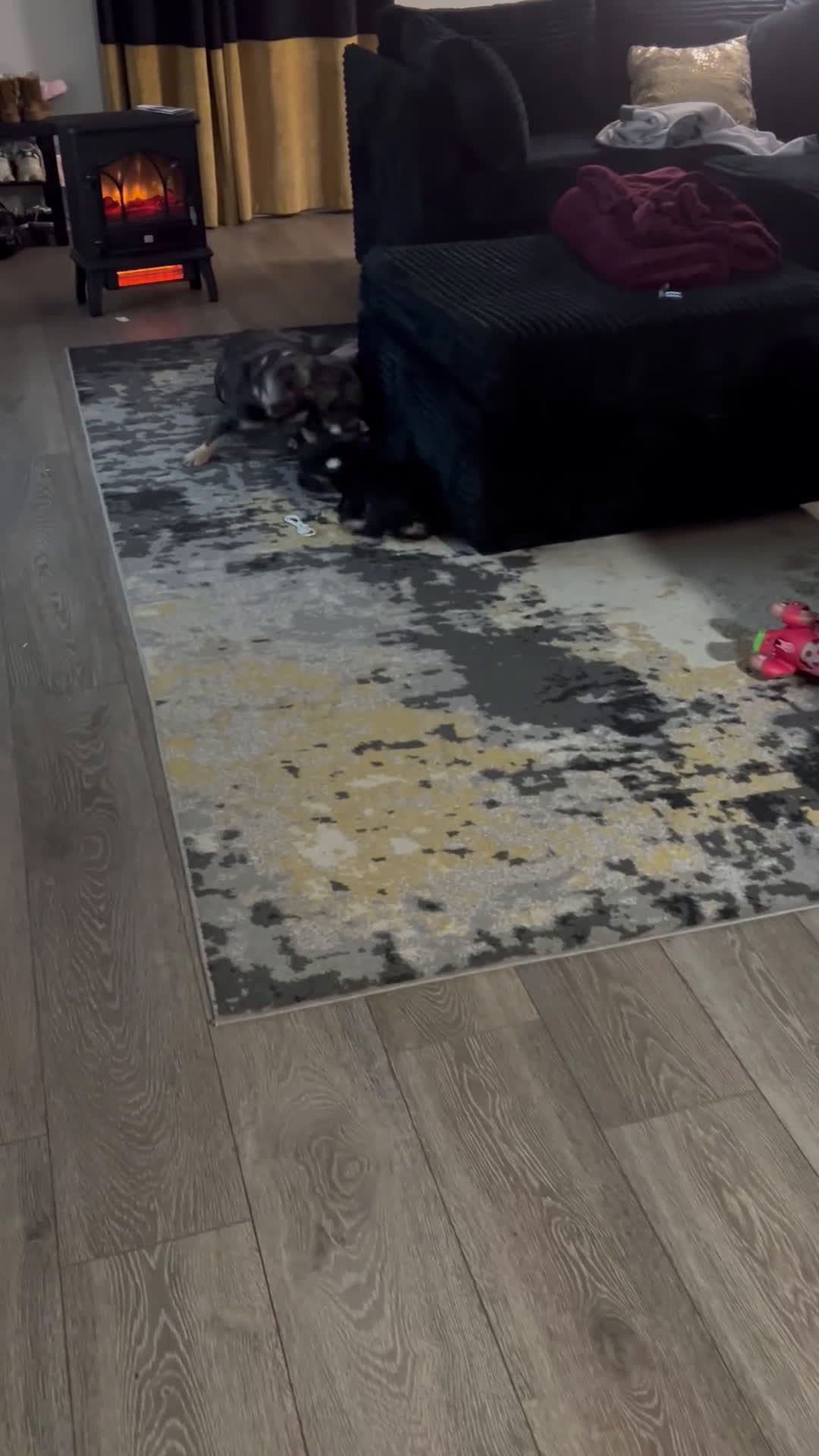 French Bulldog dogs for sale: Glow - Video 1