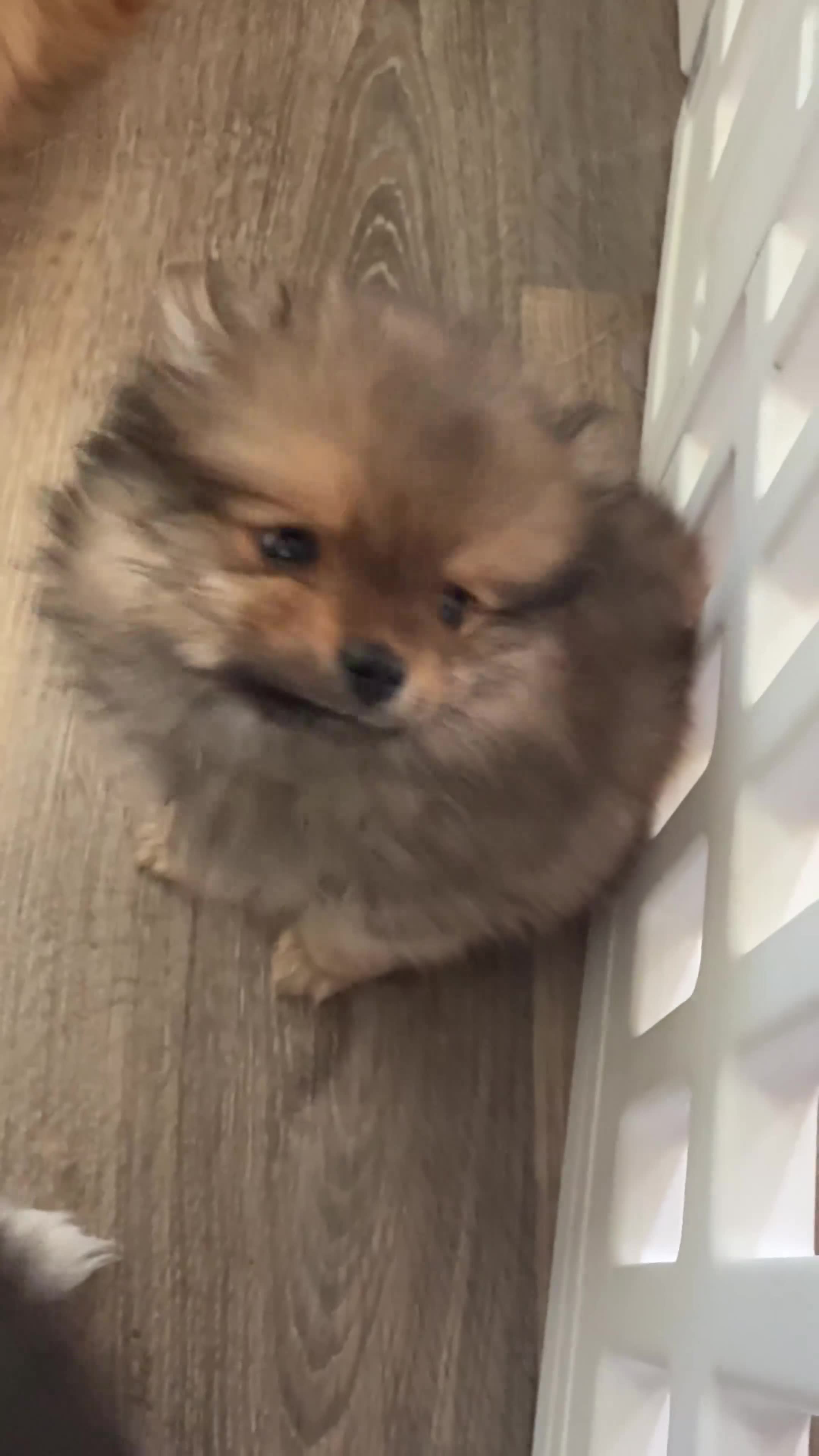 Pomeranian dogs for sale: Pomeranian 1 - Video 1