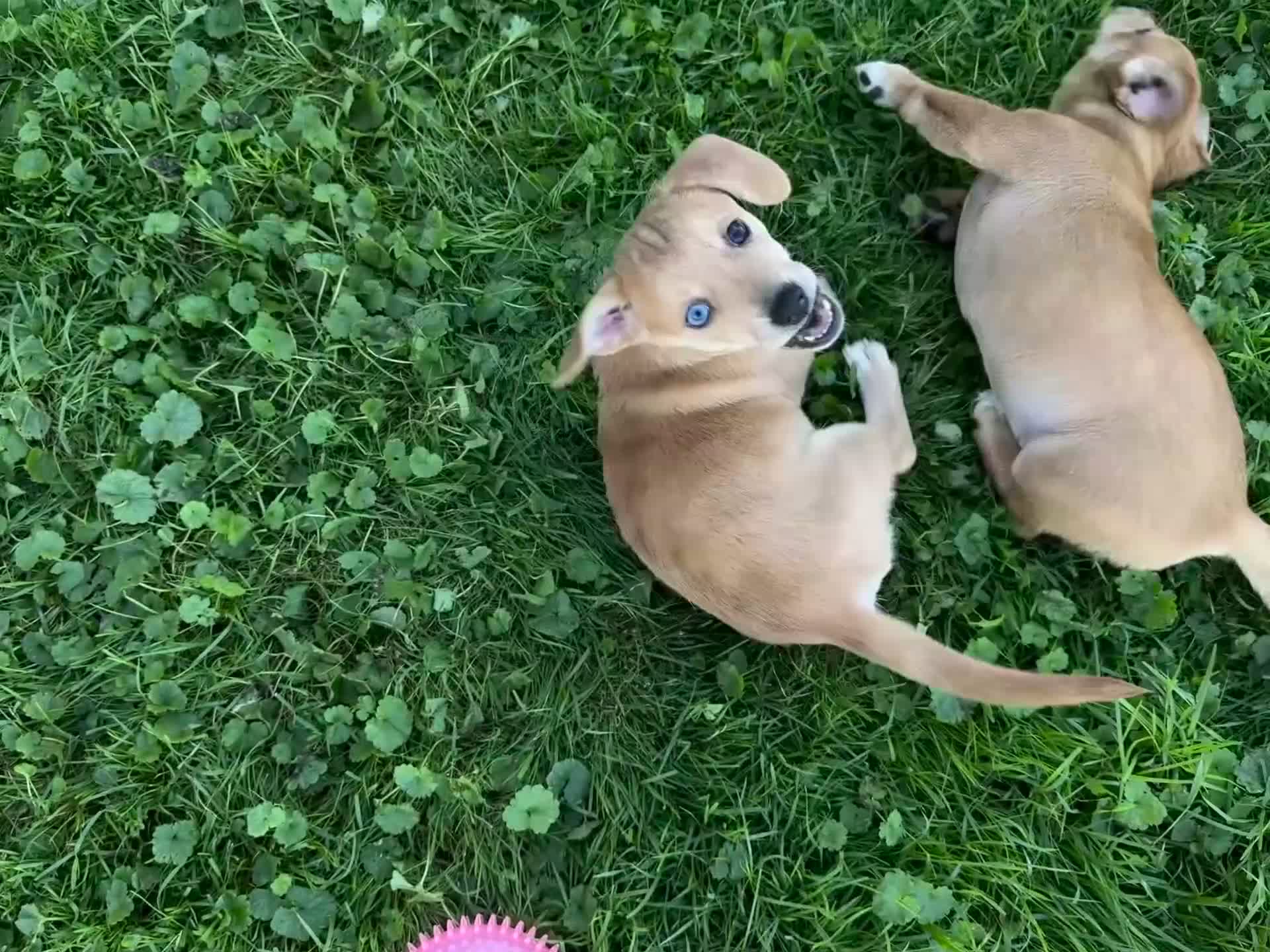 Mixed Breed dogs for sale: Classic Dorgi Female - Corgi & Dachshund Mix - Video 7