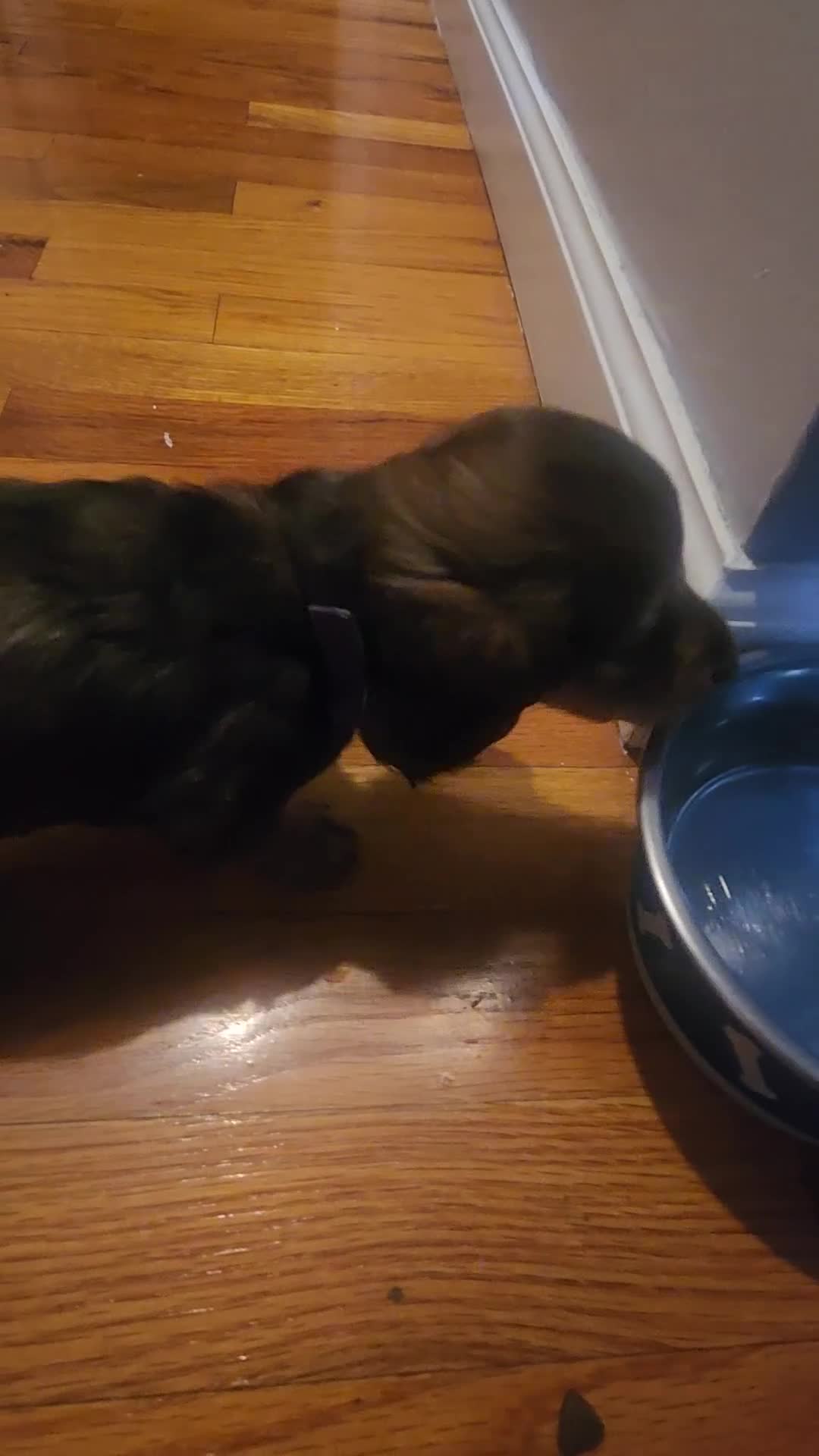 Dachshund dogs for sale: Dachshund Puppy Chunky - Video 3