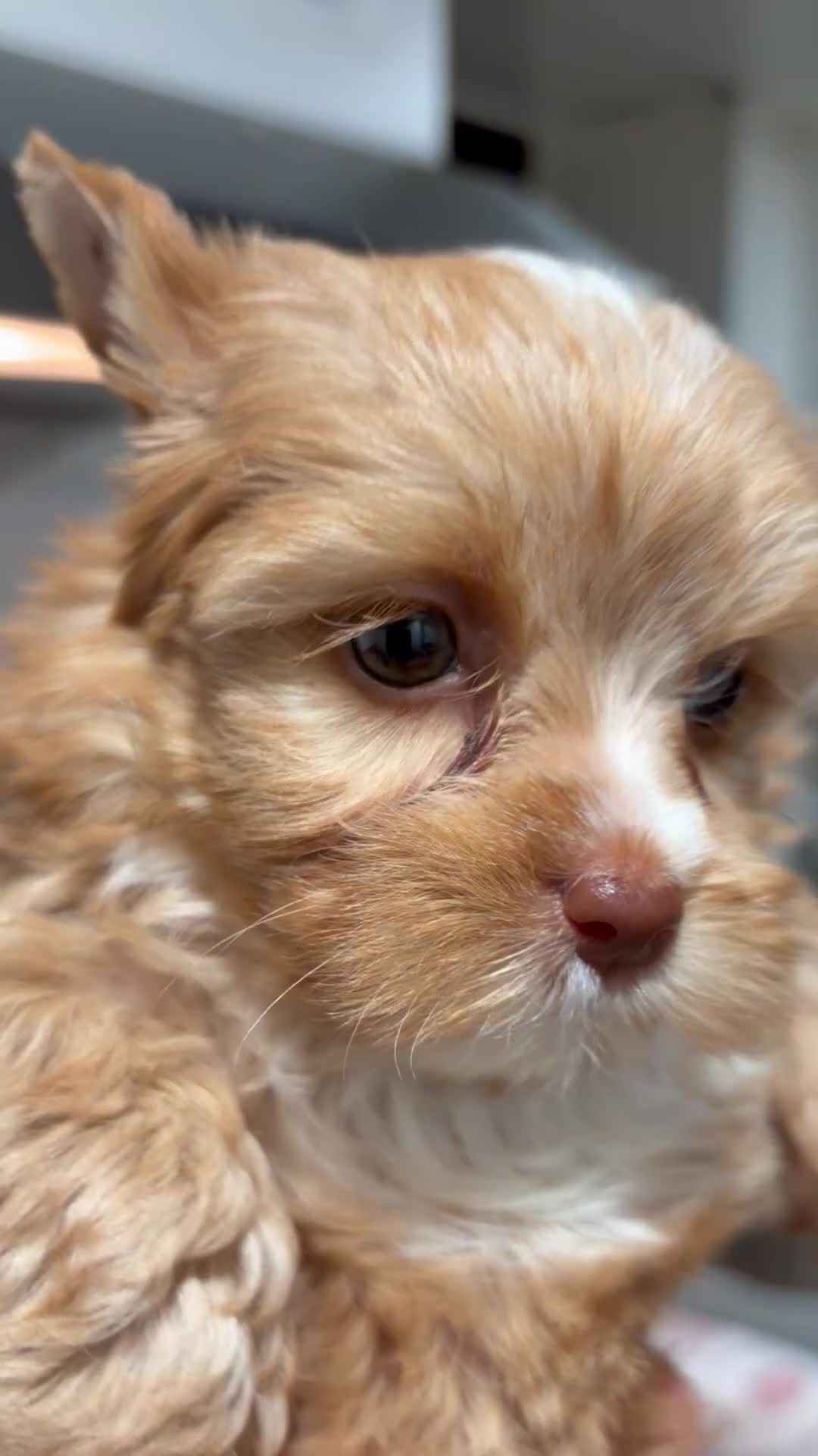 Yorkshire Terrier dogs for sale: Milo - Video 3