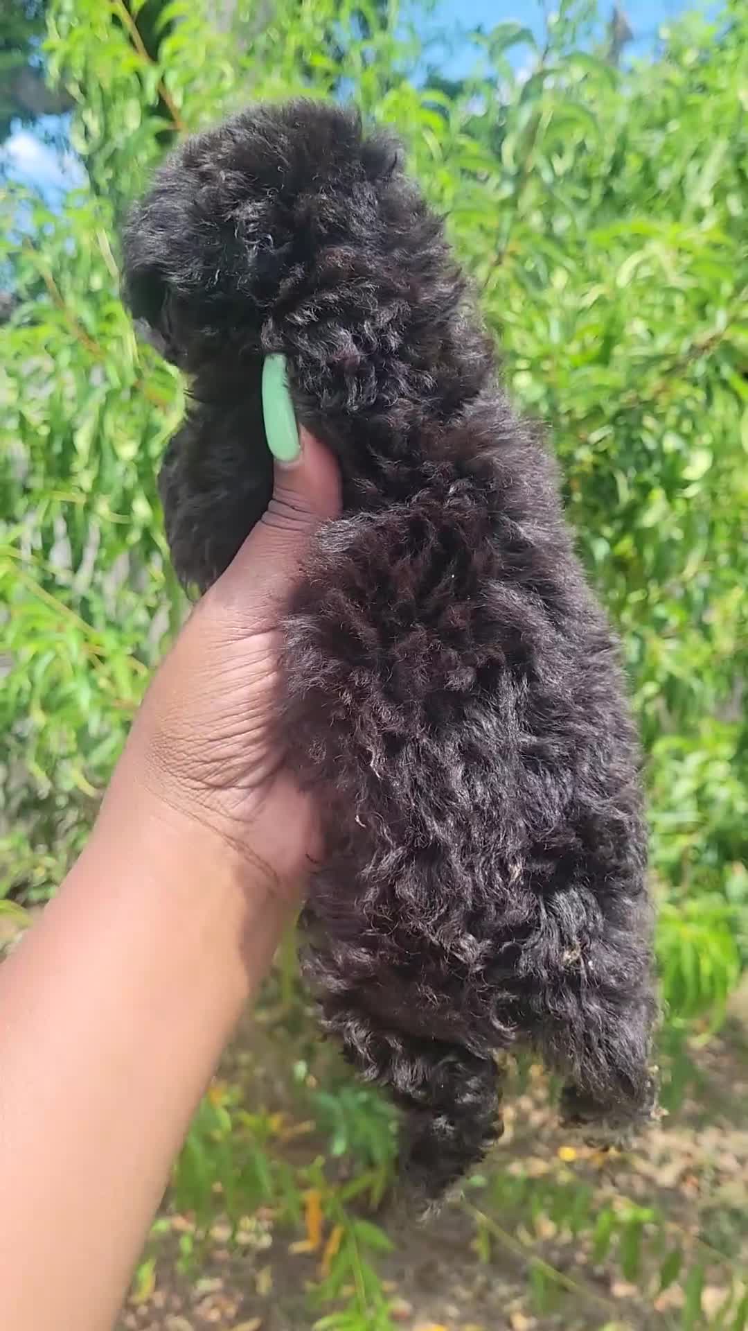 Toy Poodle dogs for sale: Black Fade Grey Female  - Video 1