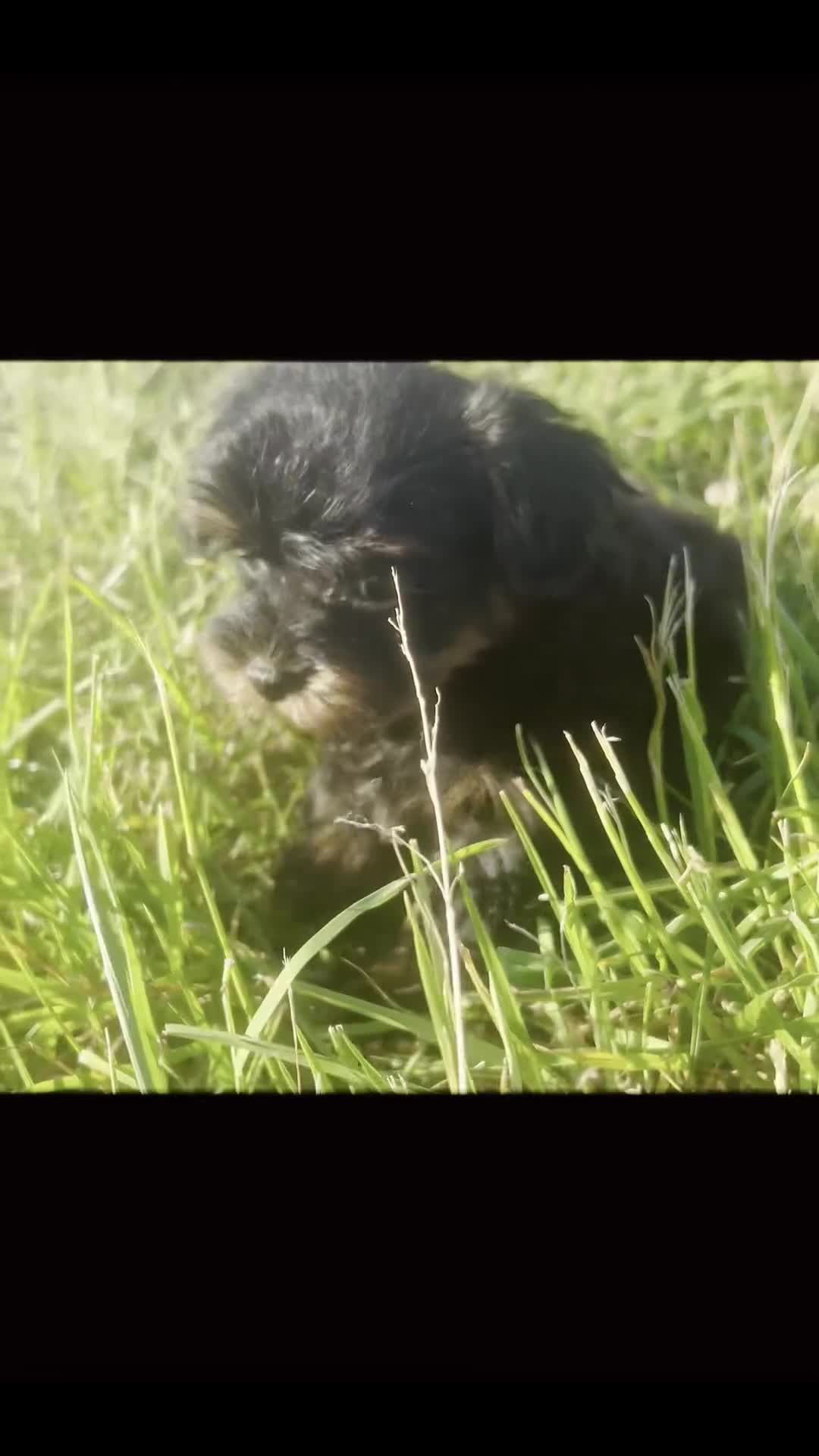 Maltipoo dogs for sale: Tilly F1 - Video 1
