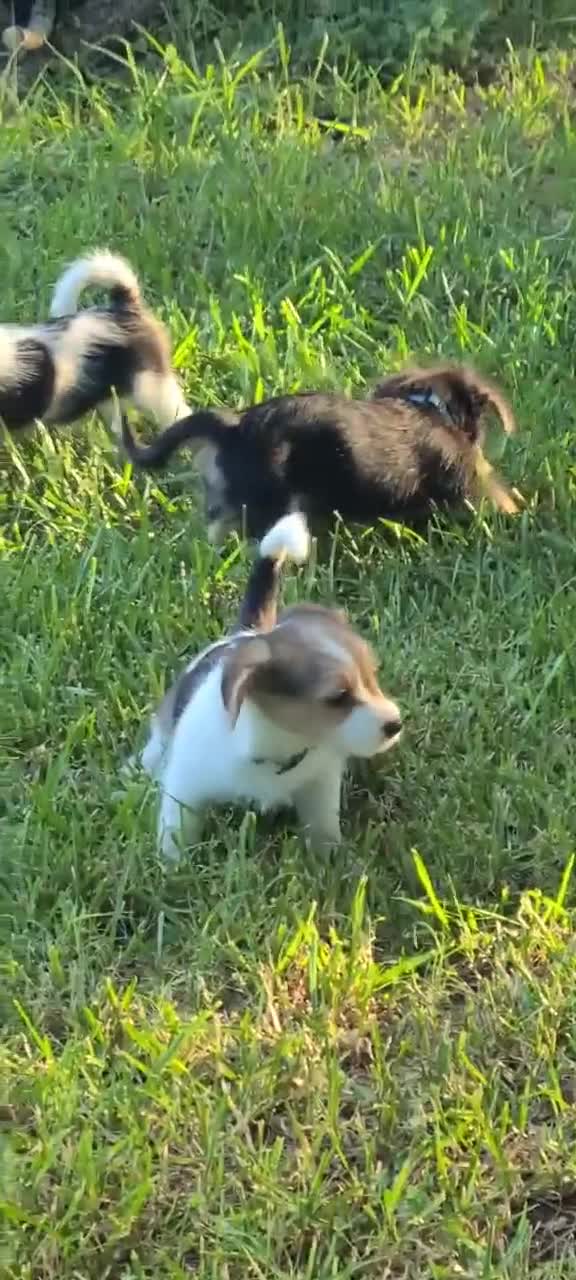 Mixed Breed dogs for sale: Daisy - Female - White/Black/Brown - Video 4