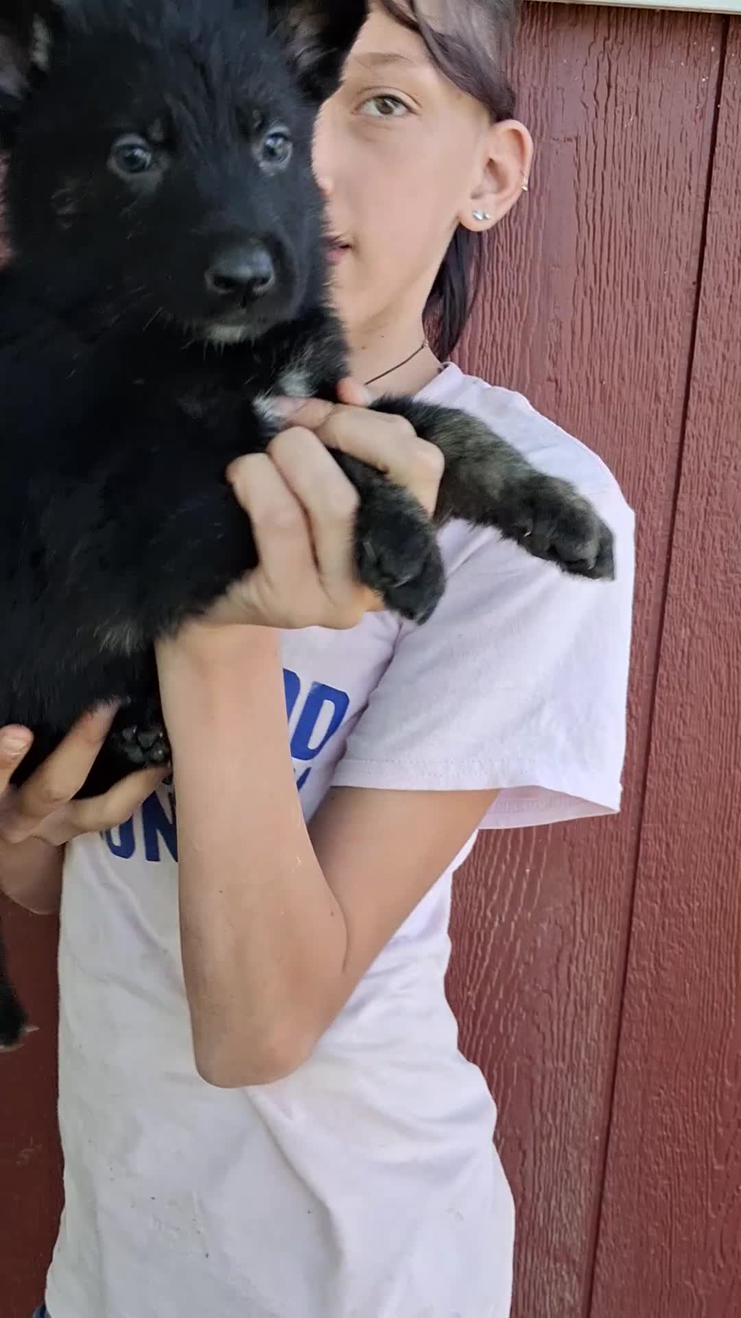 German Shepherd dogs for sale: Light blue  - Video 1