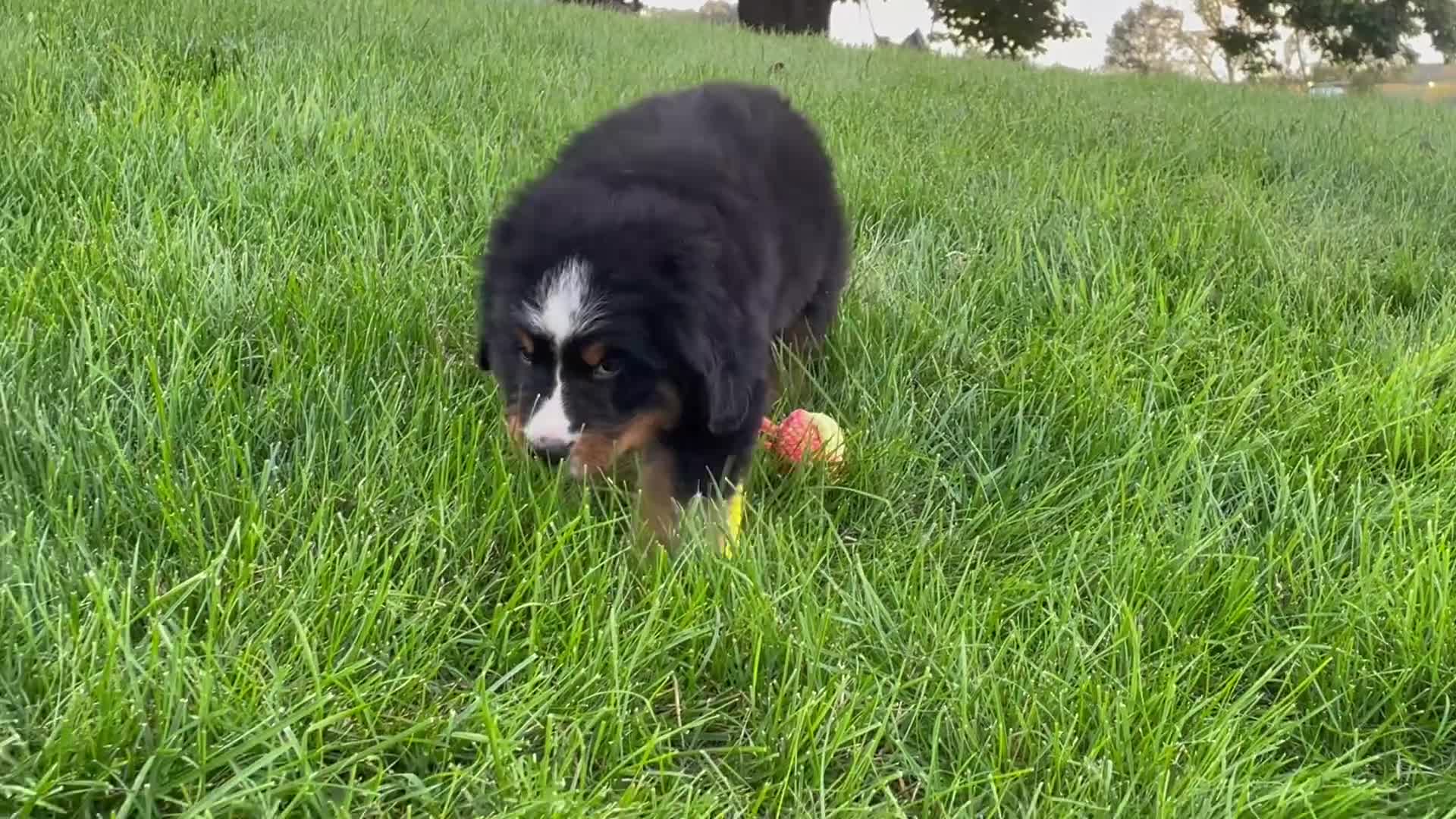 Bernese Mountain Dog dogs for sale: Ms. Beverly - Video 1