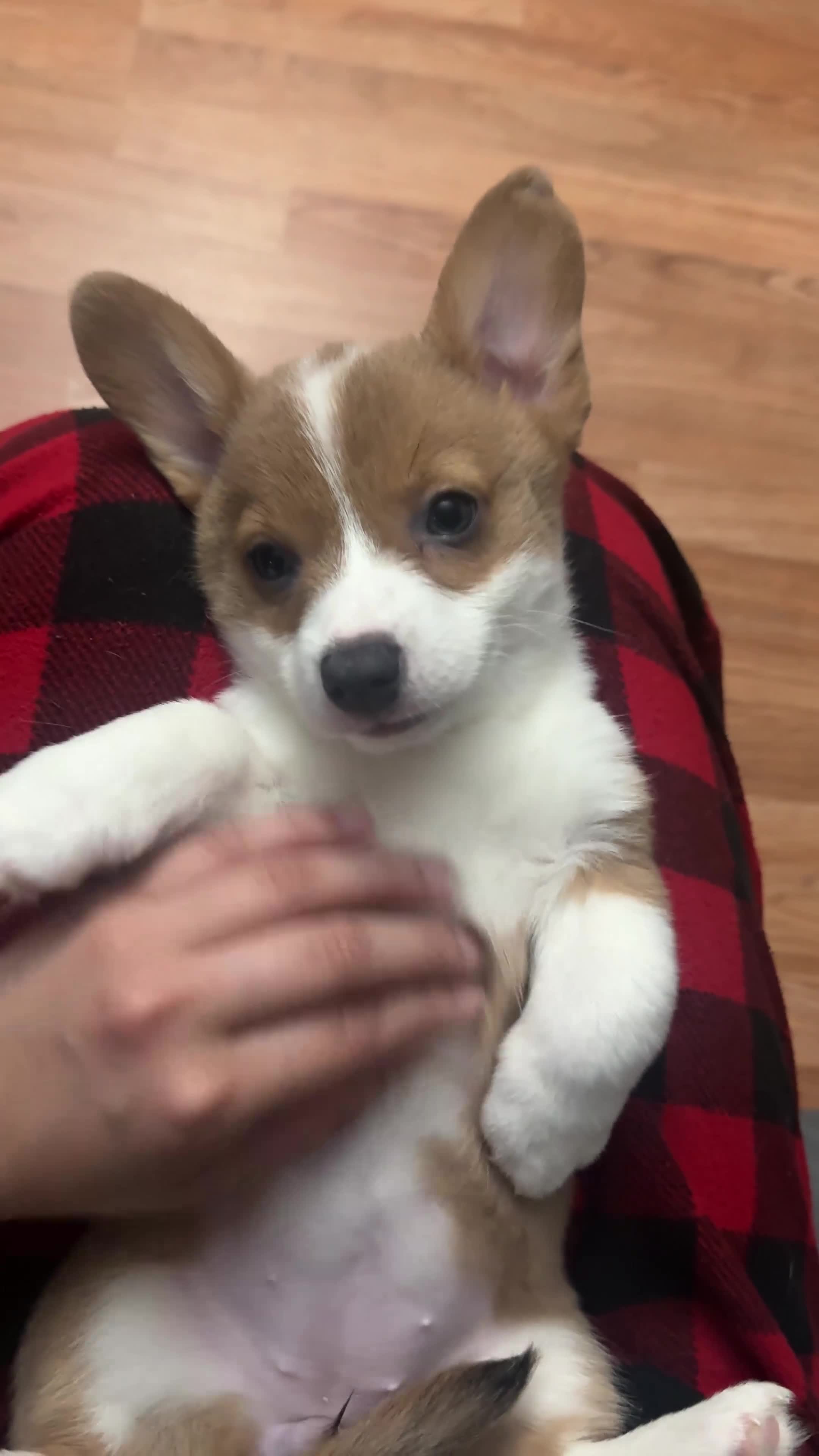 Welsh Corgi Pembroke dogs for sale: Lav - Video 3