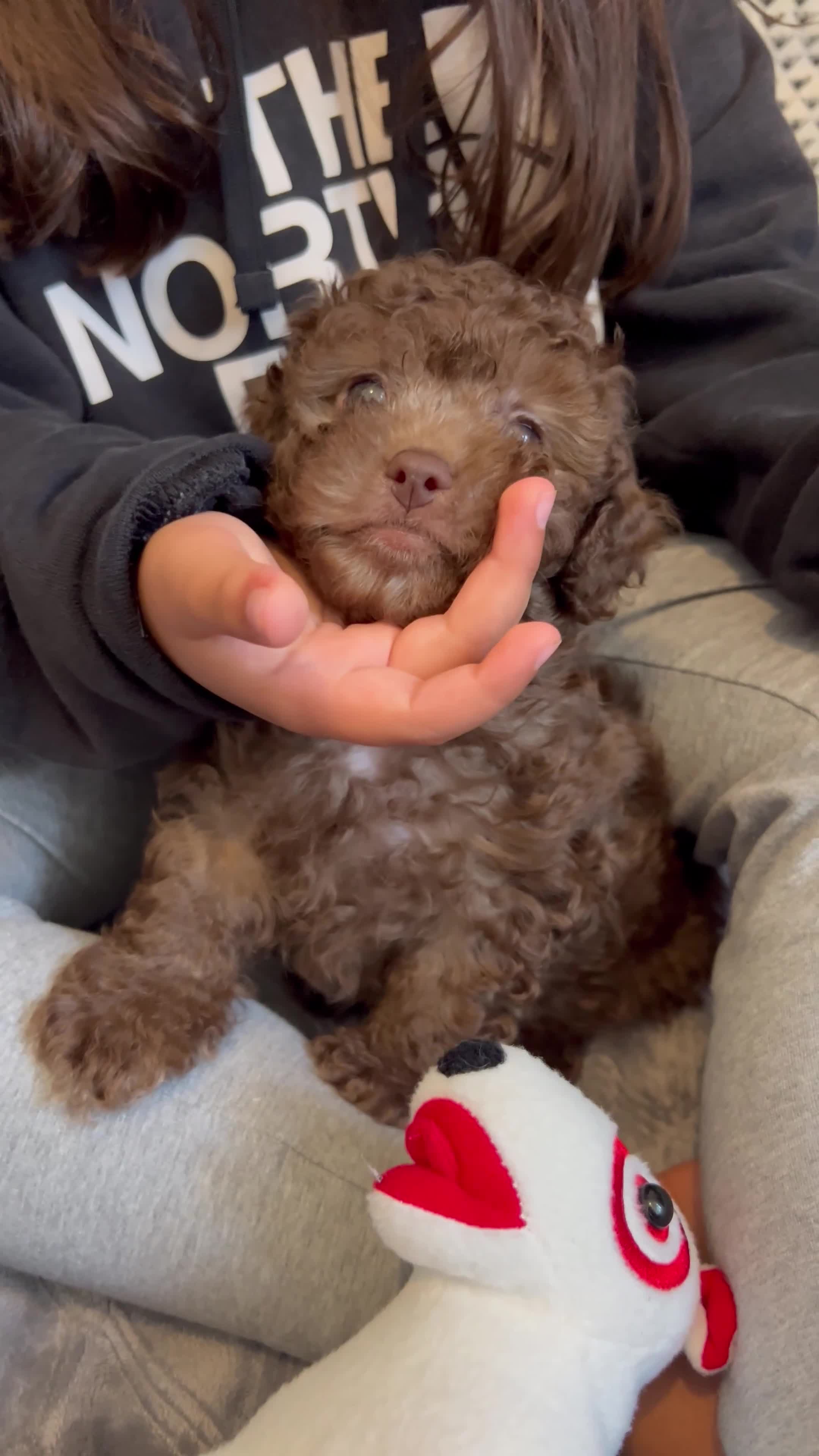 Toy Poodle dogs for sale: Baby Toy Poodle - Video 2