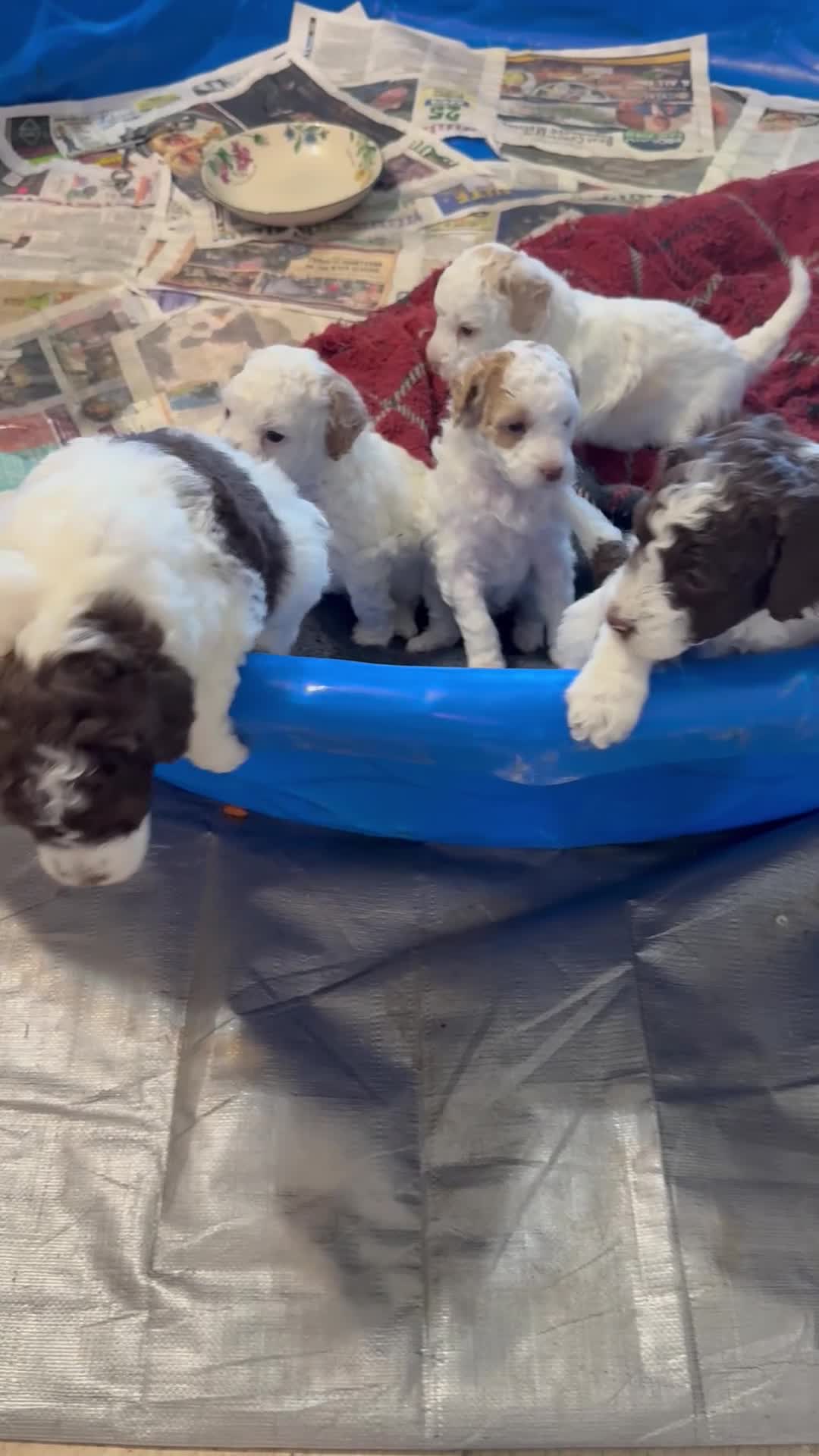 Mini Goldendoodle dogs for sale: Lizzy - Video 1
