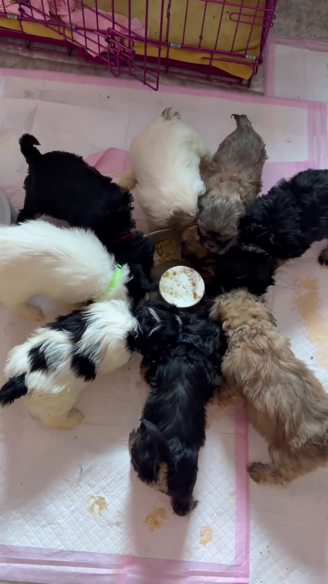 Mixed Breed dogs for sale: Mixed Breed Puppy 1 - Video 1