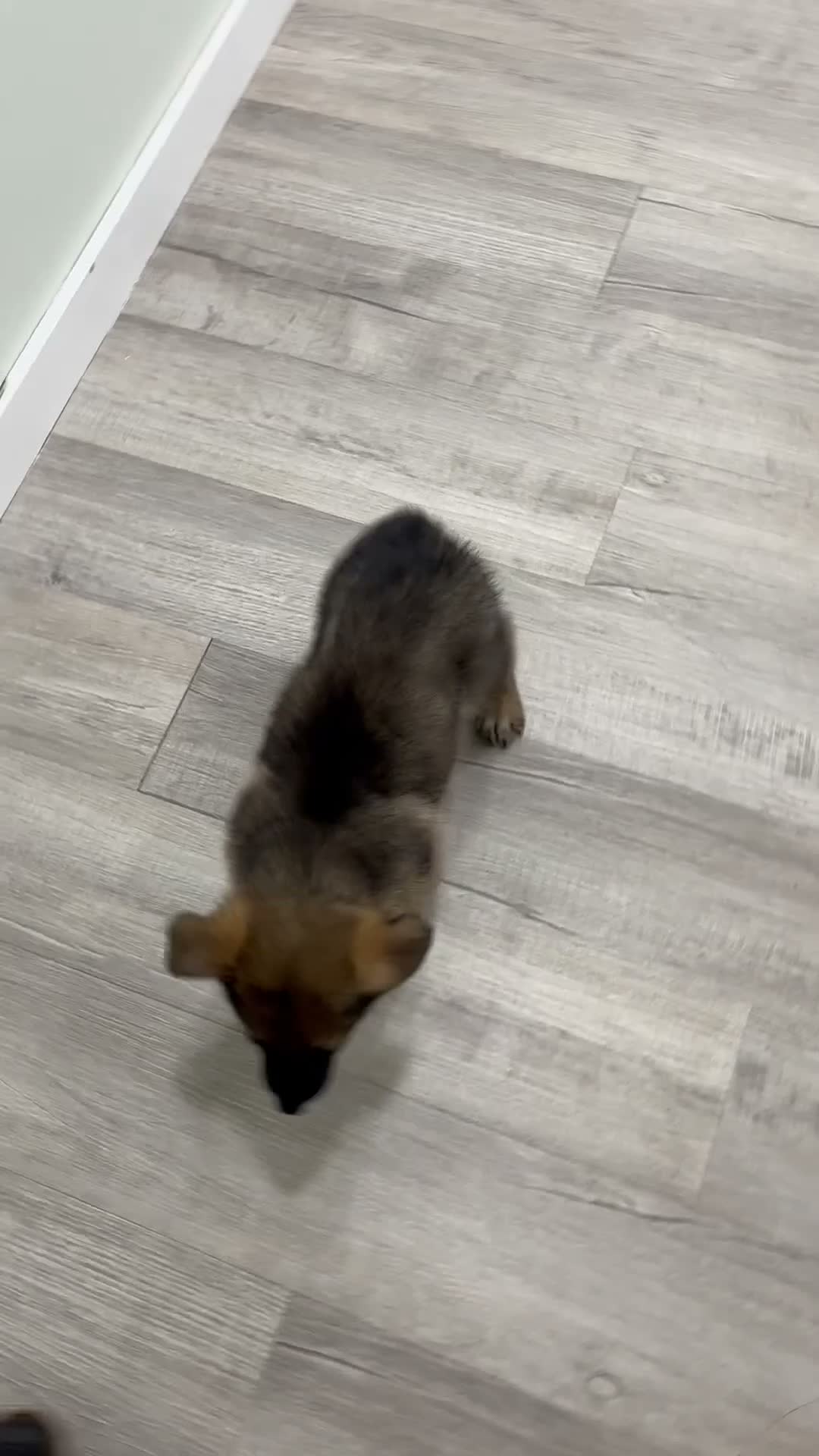 German Shepherd dogs for sale: Jasper - Video 1