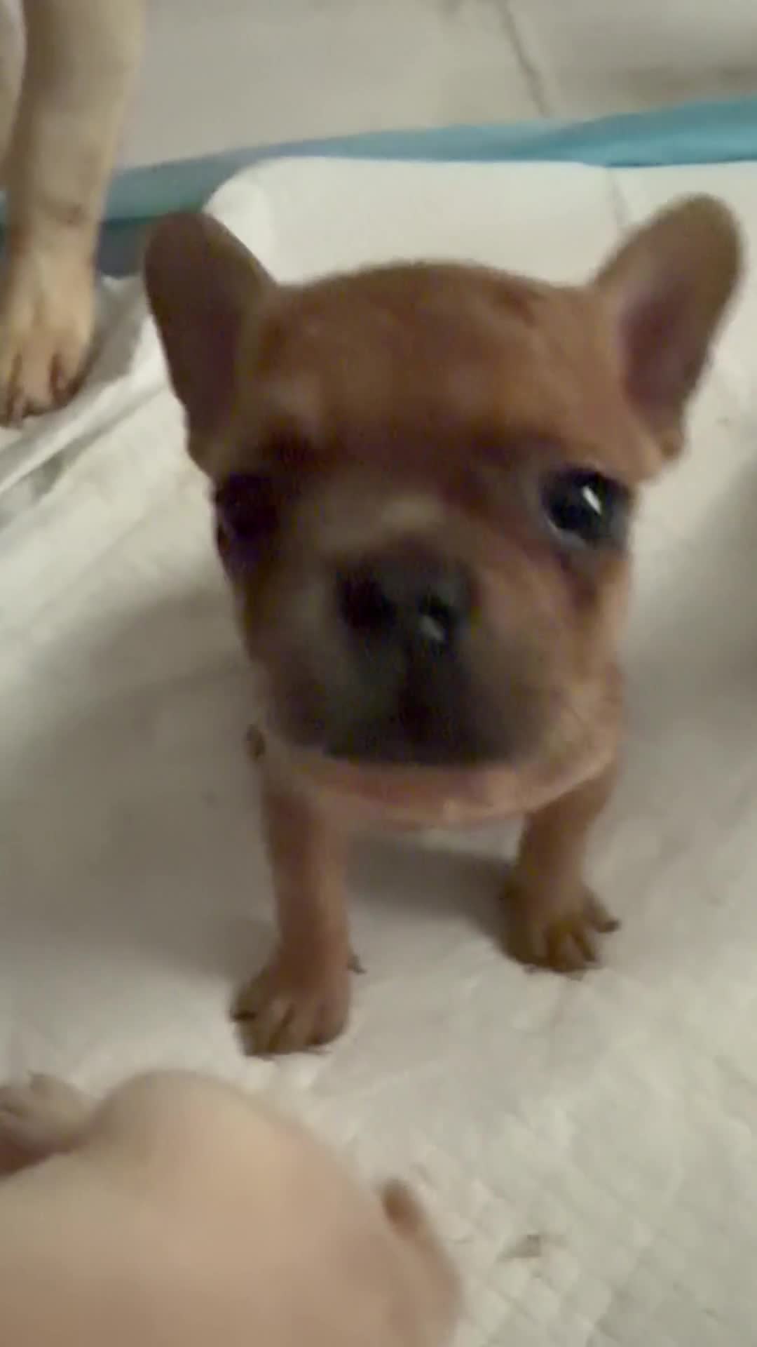 French Bulldog dogs for sale: French Bulldog 5 - Video 1