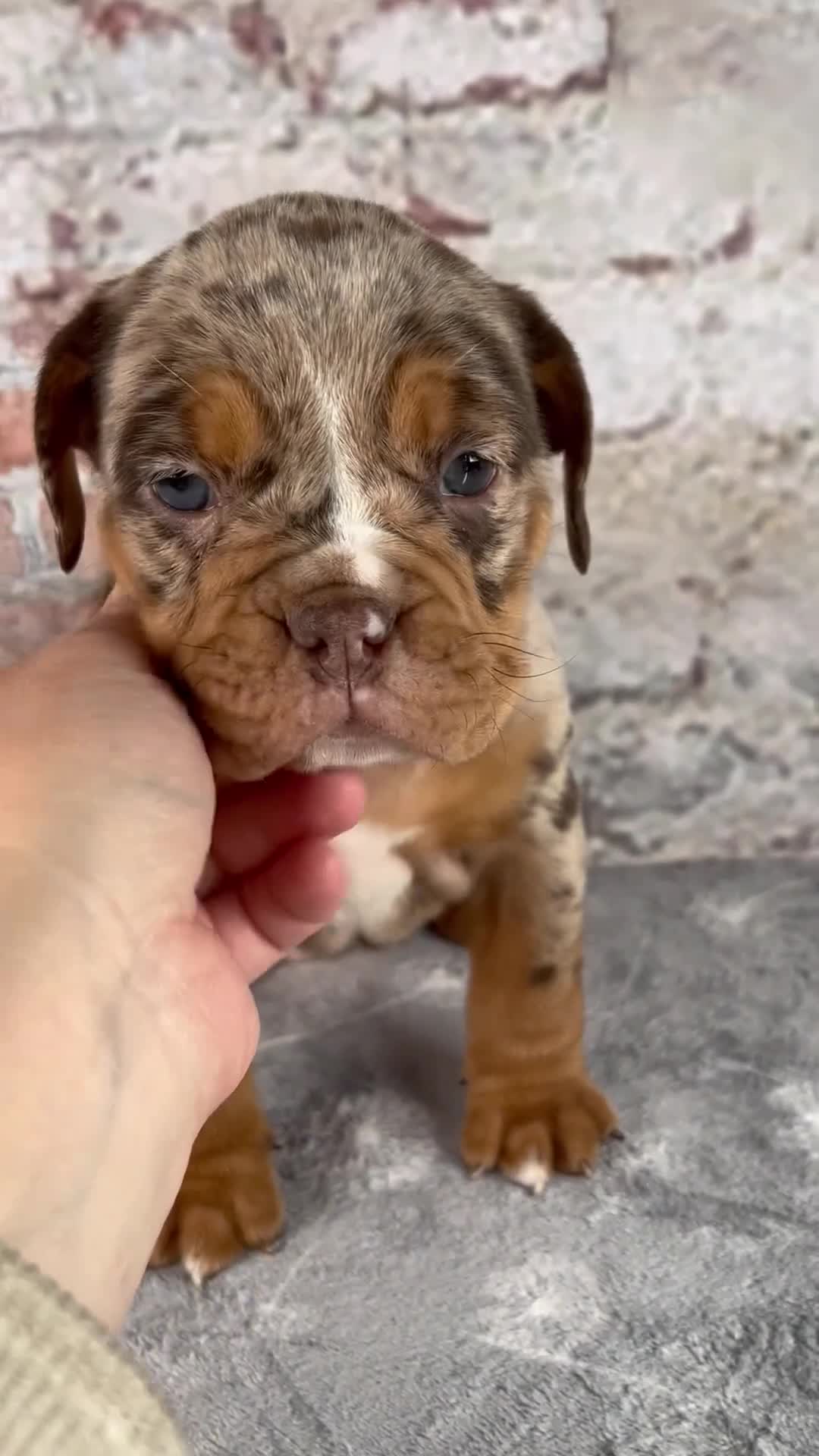 Beabull dogs for sale: Gwen - Video 1