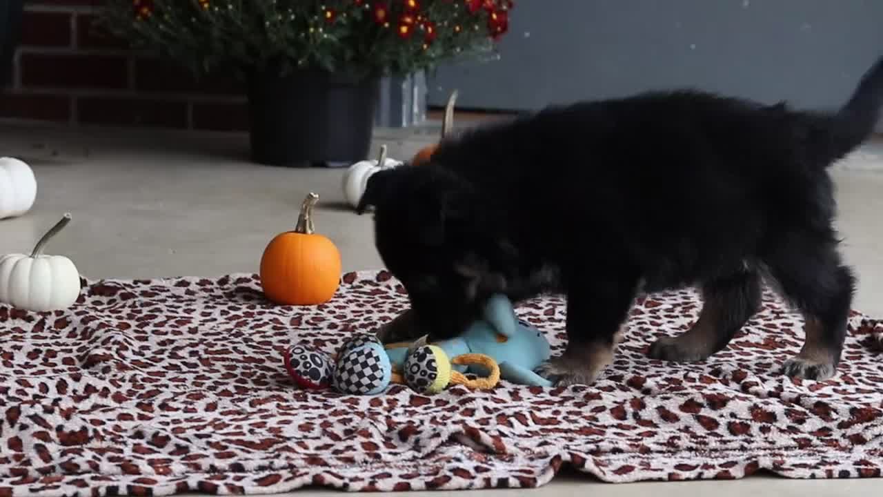 German Shepherd dogs for sale: Mason - Video 6