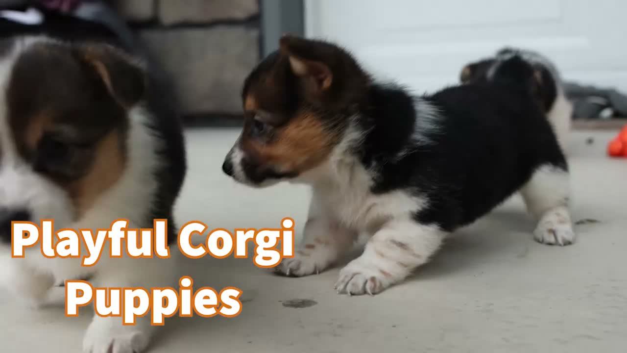 Welsh Corgi Pembroke dogs for sale: Audrey🦴  - Video 1