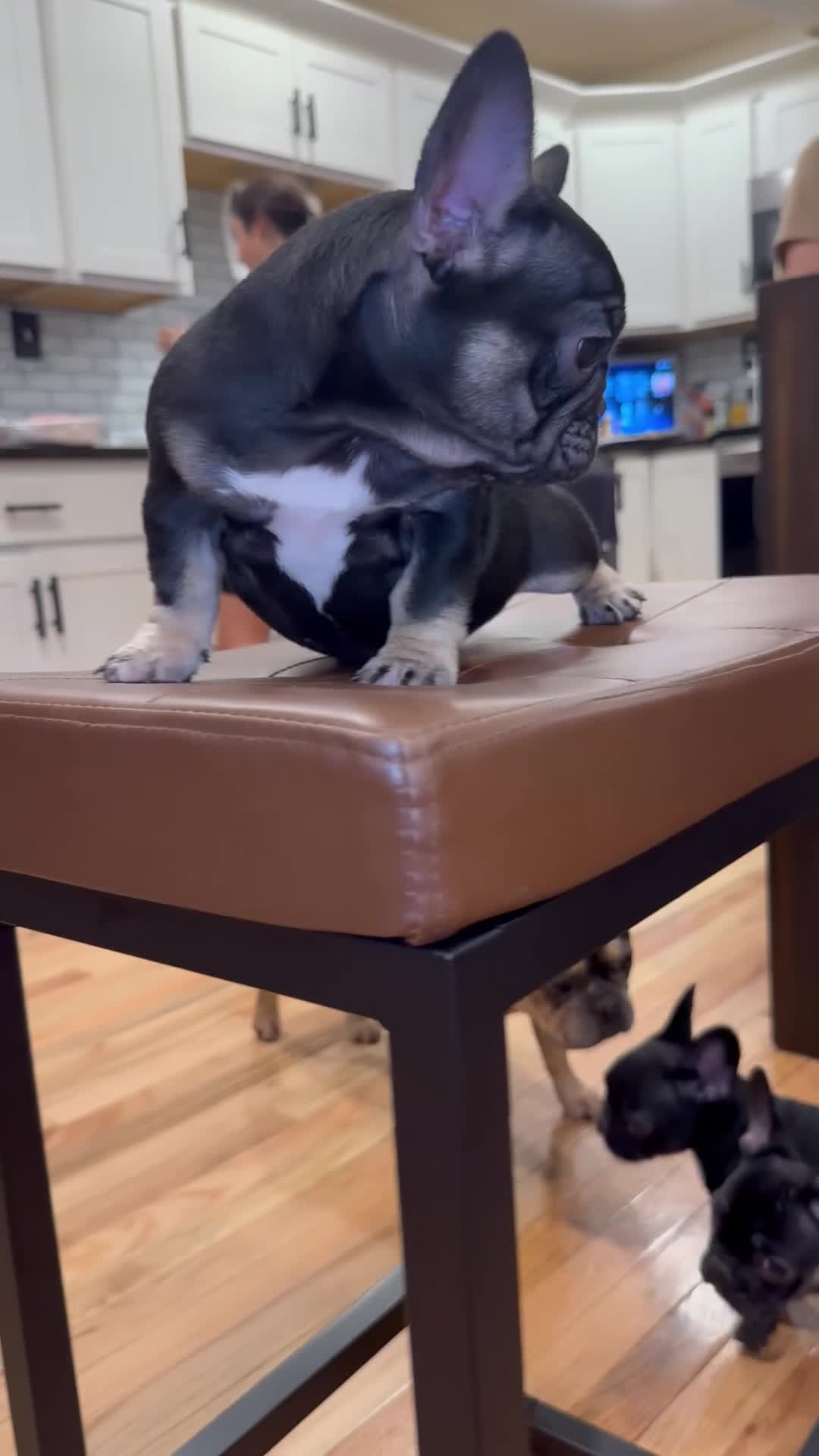 French Bulldog dogs for sale: Topaz - Video 1