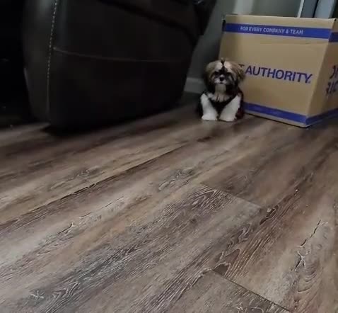Shih Tzu dogs for sale: Shih Tzu 1 - Video 1
