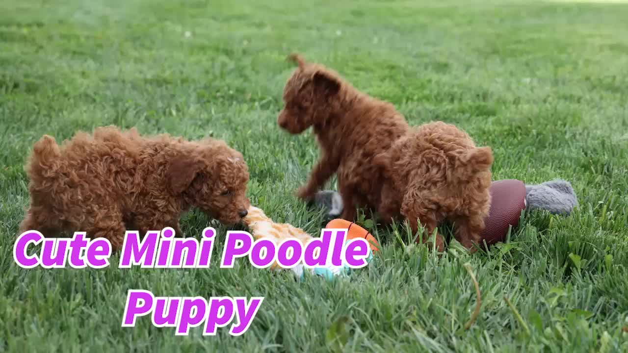 Miniature Poodle dogs for sale: Zaylee - Video 1