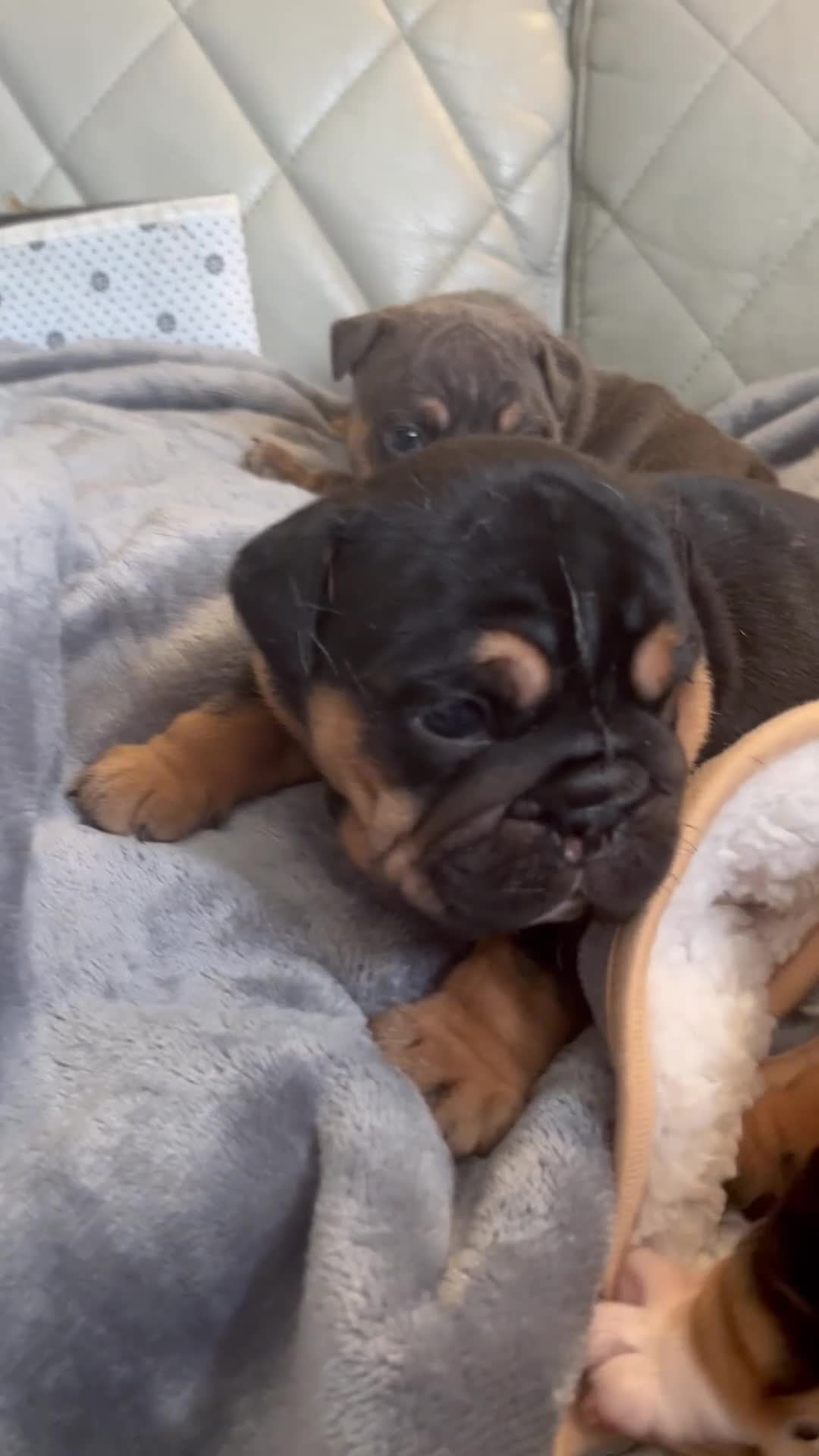 English Bulldog dogs for sale: English Bulldog 3 - Video 1