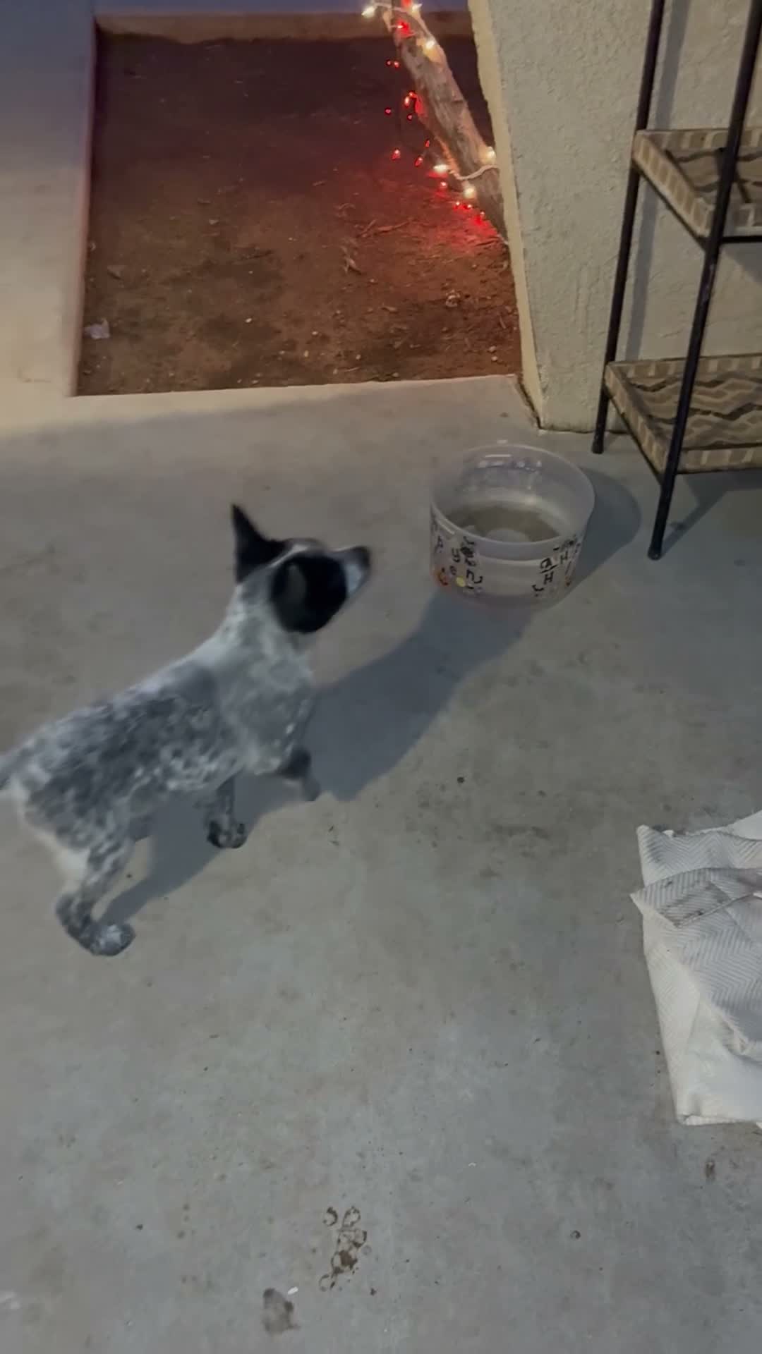 Australian Cattle Dog dogs for sale: Australian Cattle Dog 2 - Video 1