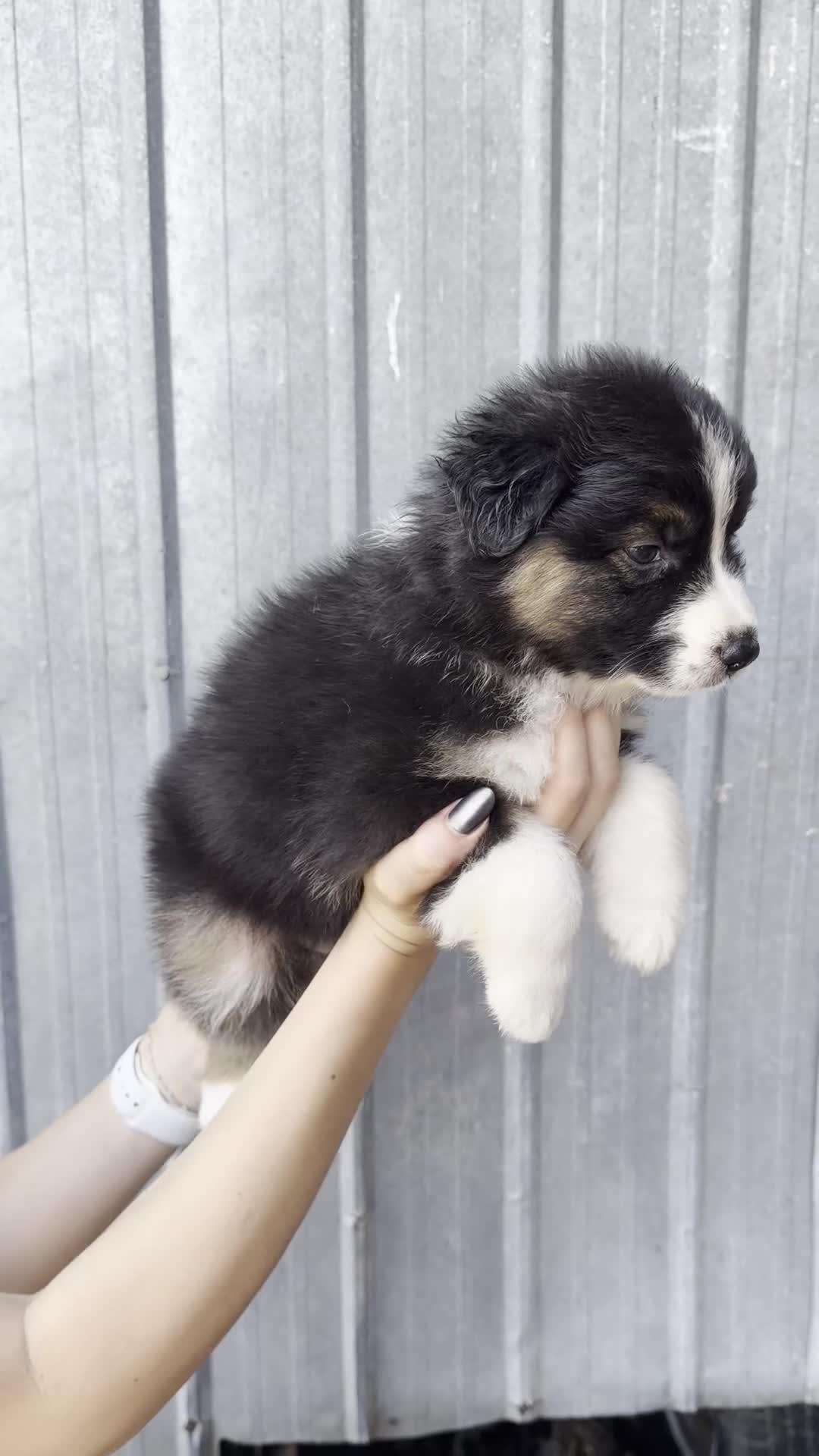 Australian Shepherd dogs for sale: Stormy - Video 1