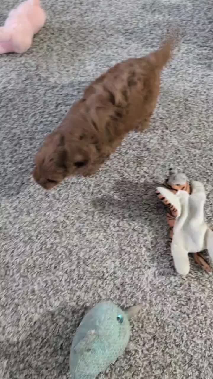 Mini Goldendoodle dogs for sale: Axel - Video 1