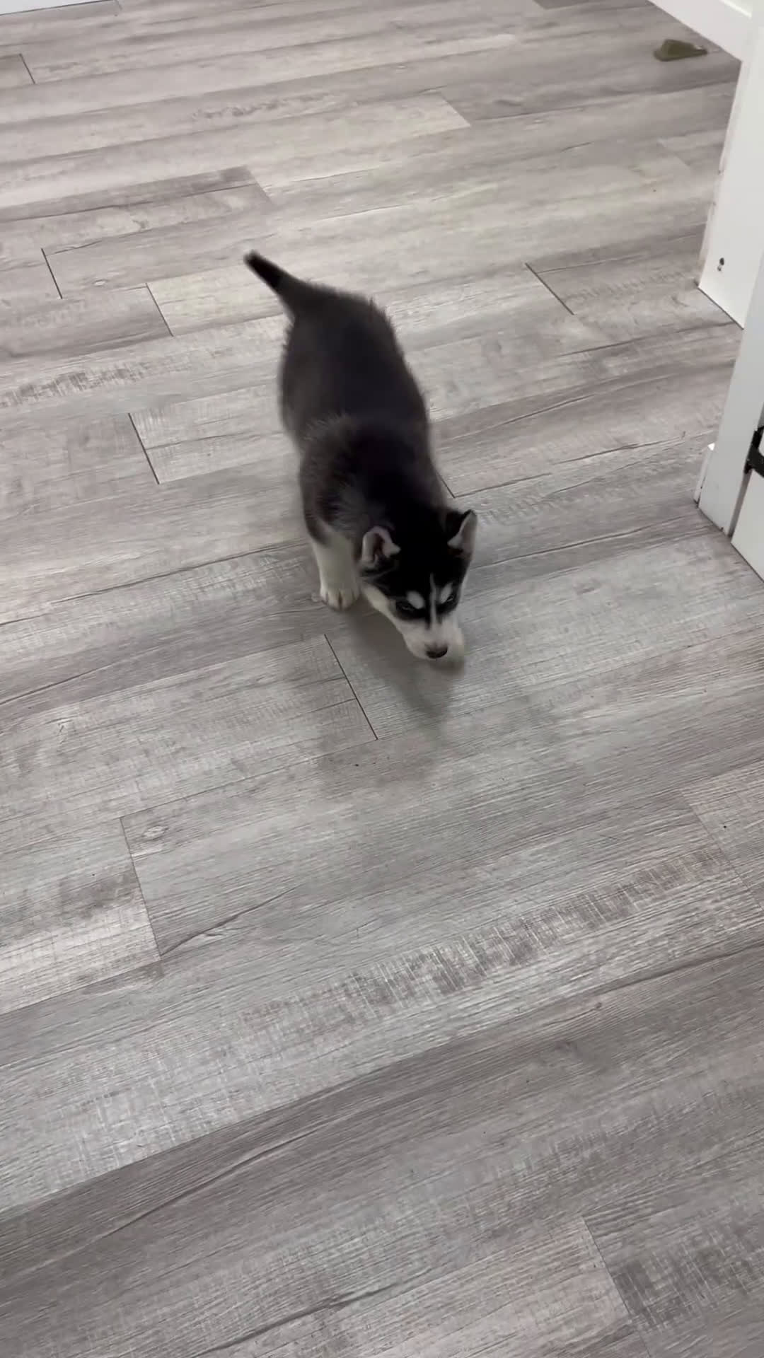 Siberian Husky dogs for sale: Dominick - Video 1