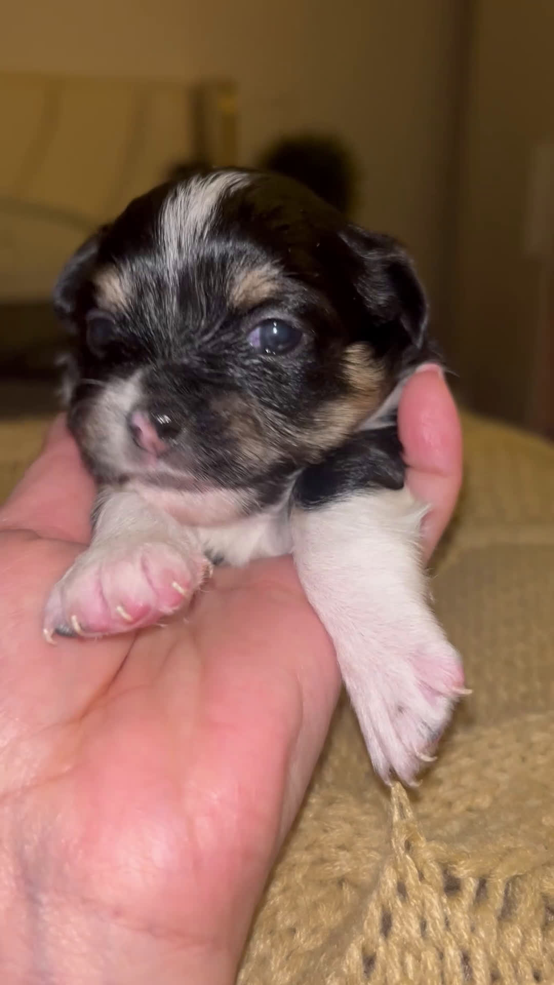 Chihuahua dogs for sale: Chihuahua Puppy 4 - Video 1
