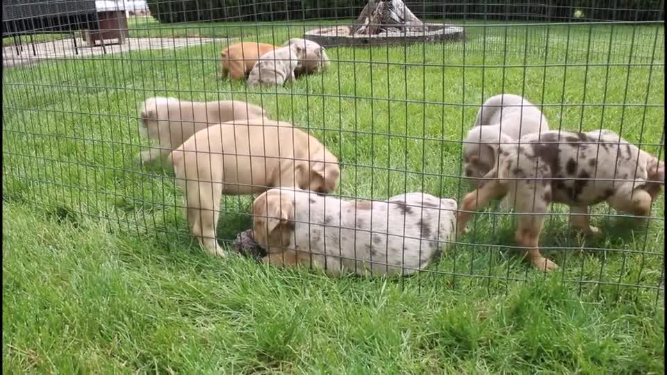 English Bulldog dogs for sale: Kory - Video 4