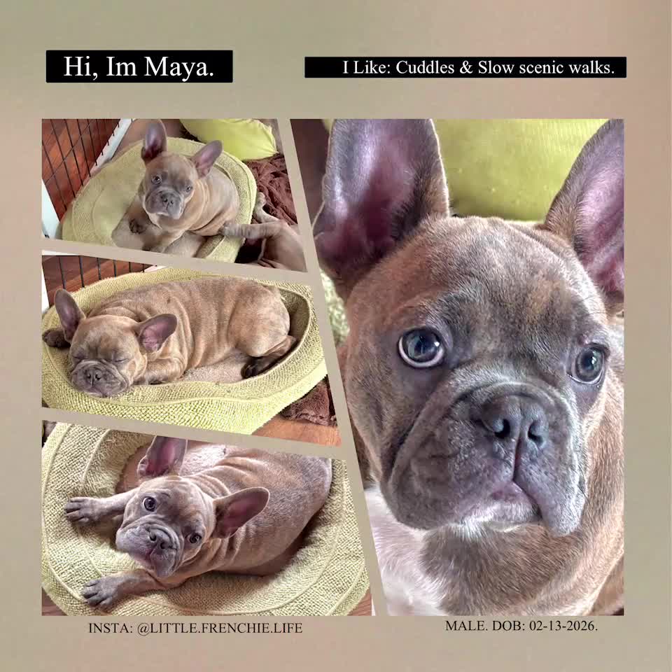 Frenchton dogs for sale: Hotei - Video 1