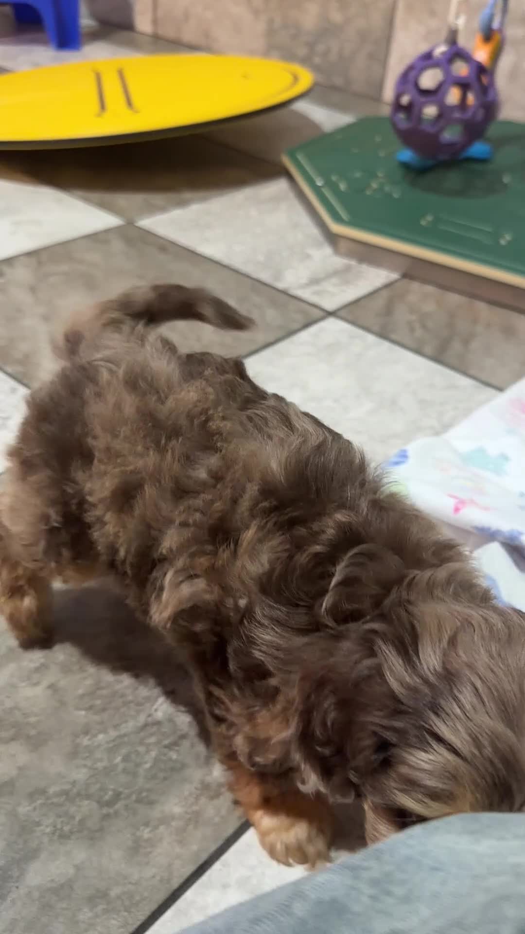 Doxiepoo dogs for sale: Bonnie - Video 1
