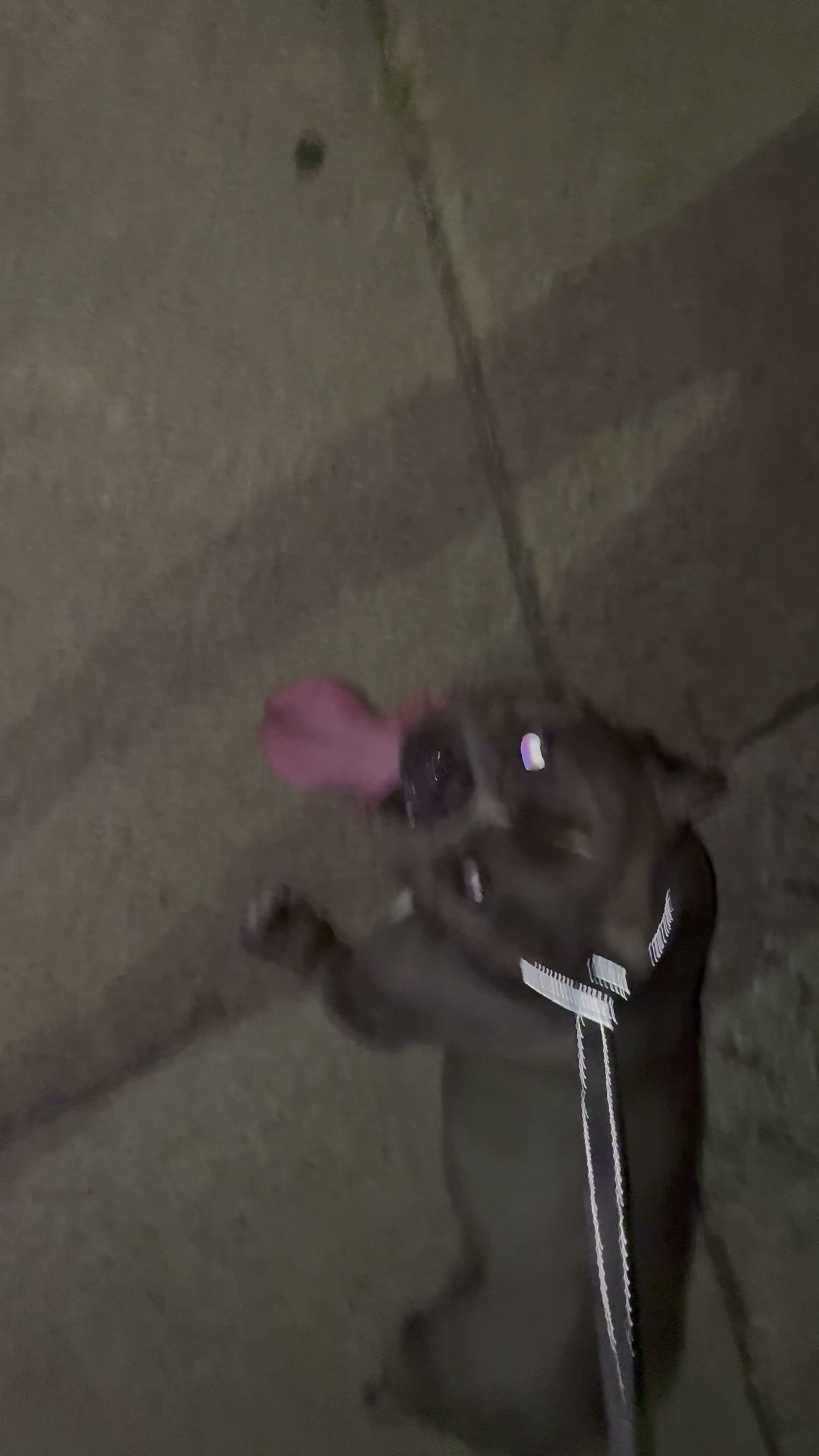 American Bully dogs for stud: Fat daddy’s first litter  - Video 3