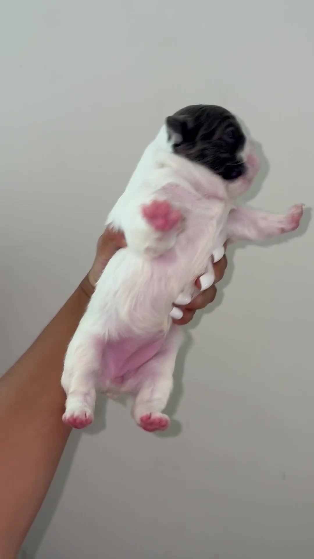 French Bulldog dogs for sale: Euro - Video 2