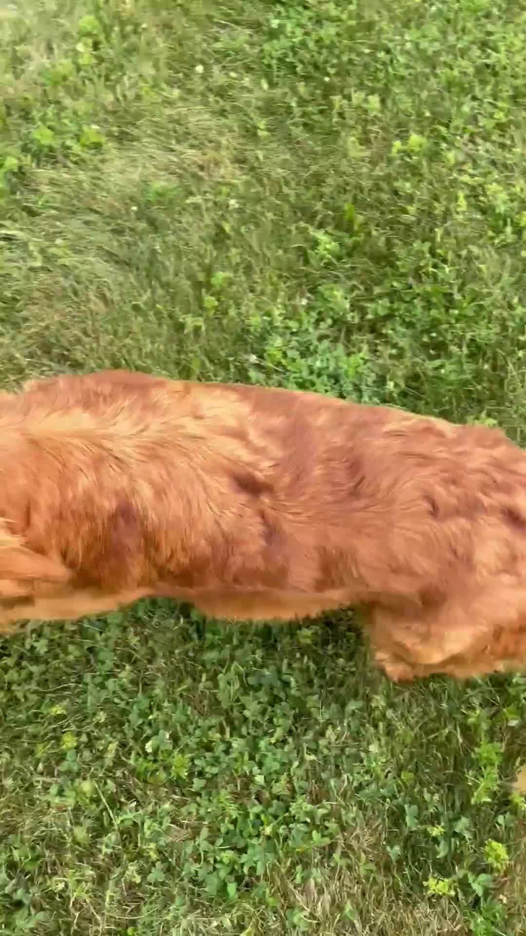 Golden Retriever dogs for sale: Sofia - Video 1