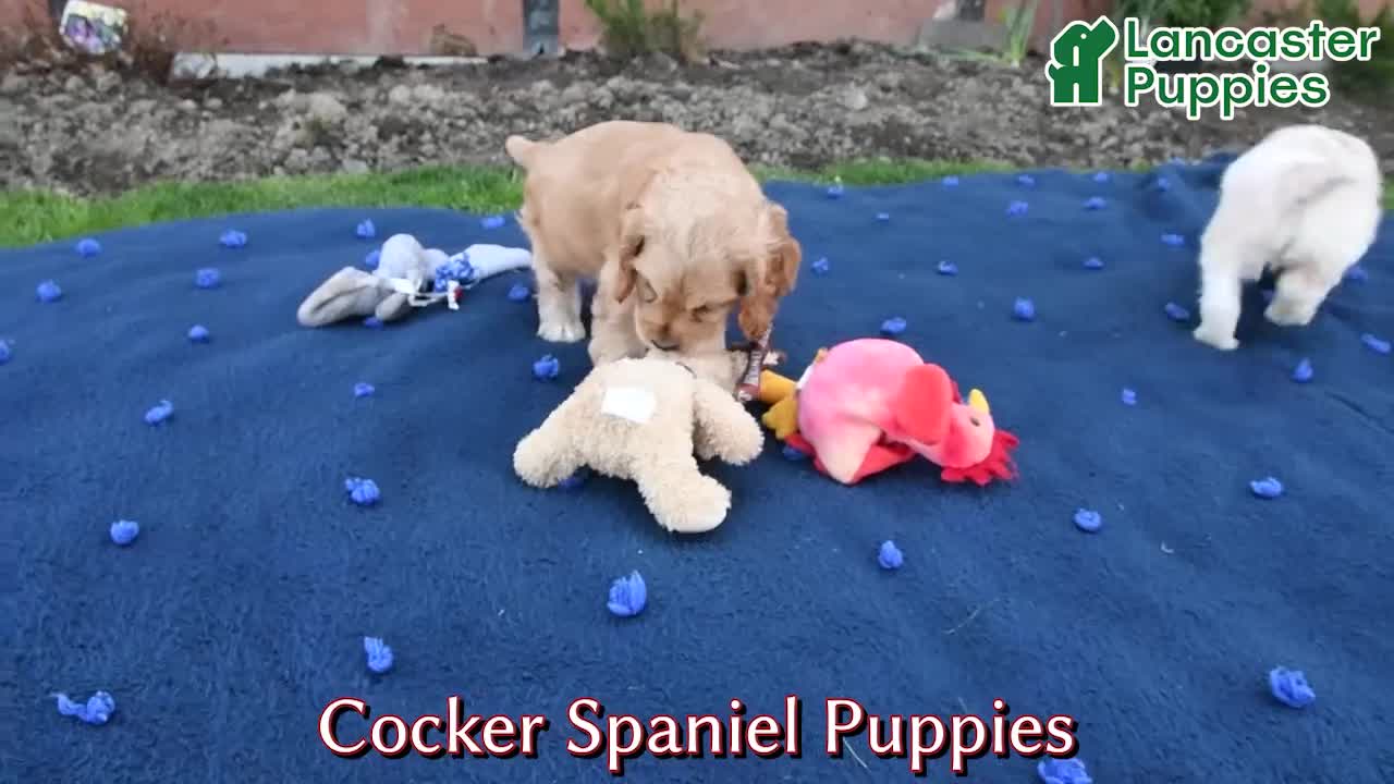 English Cocker Spaniel dogs for sale: Louanna Rose - Video 1