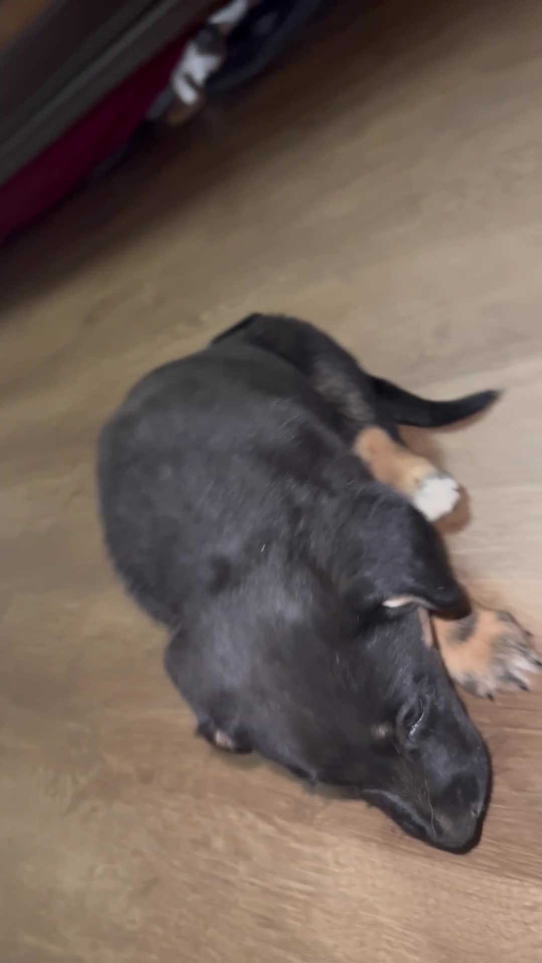 Mixed Breed dogs for sale: Mixed Breed Puppy 3 - Video 1