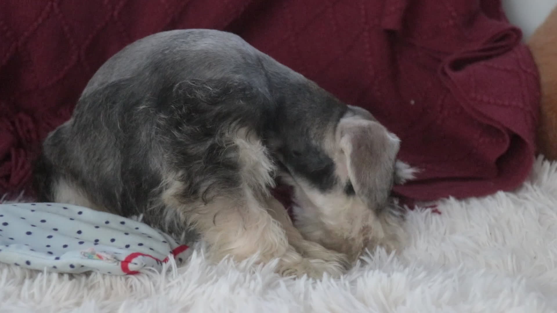 Miniature Schnauzer dogs for sale: Nicholas - Video 1