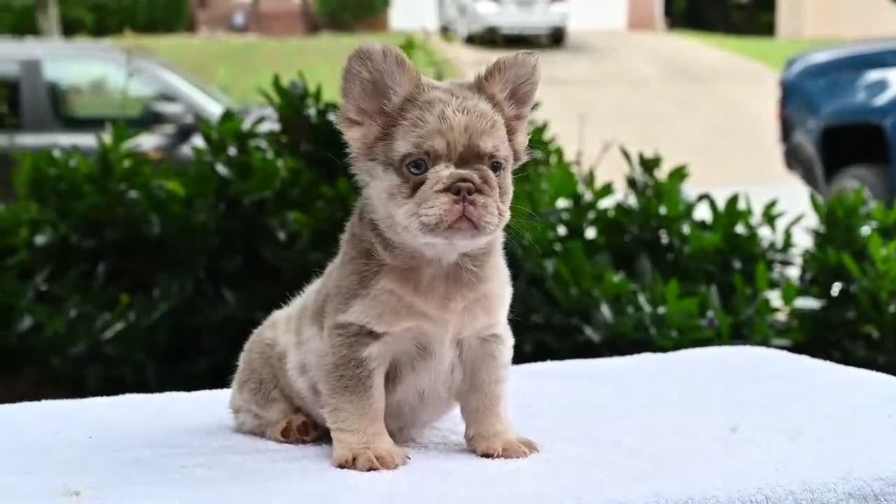 French Bulldog dogs for sale: French Bulldog Puppy 2 - Video 1