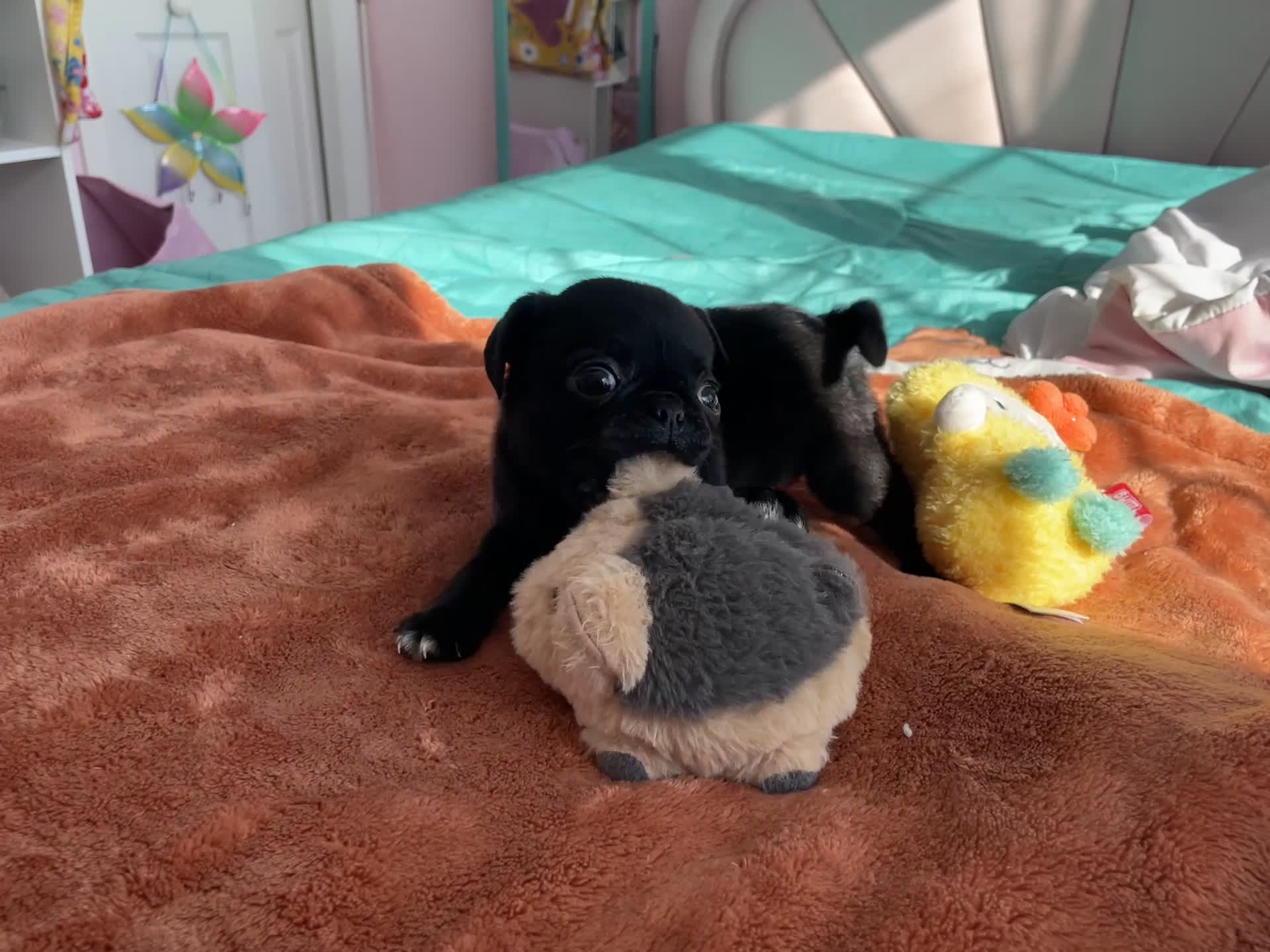 Pug dogs for sale: Milo - Video 1