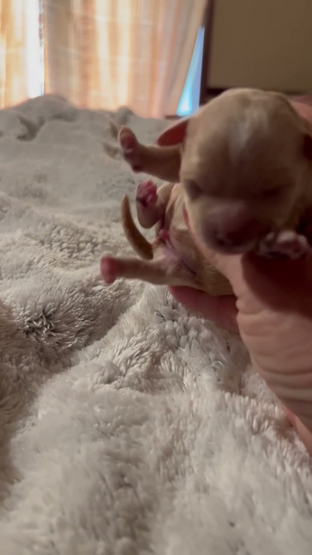 Maltipoo dogs for sale: Ying-The tiny Chinese Maltipoo - Video 1