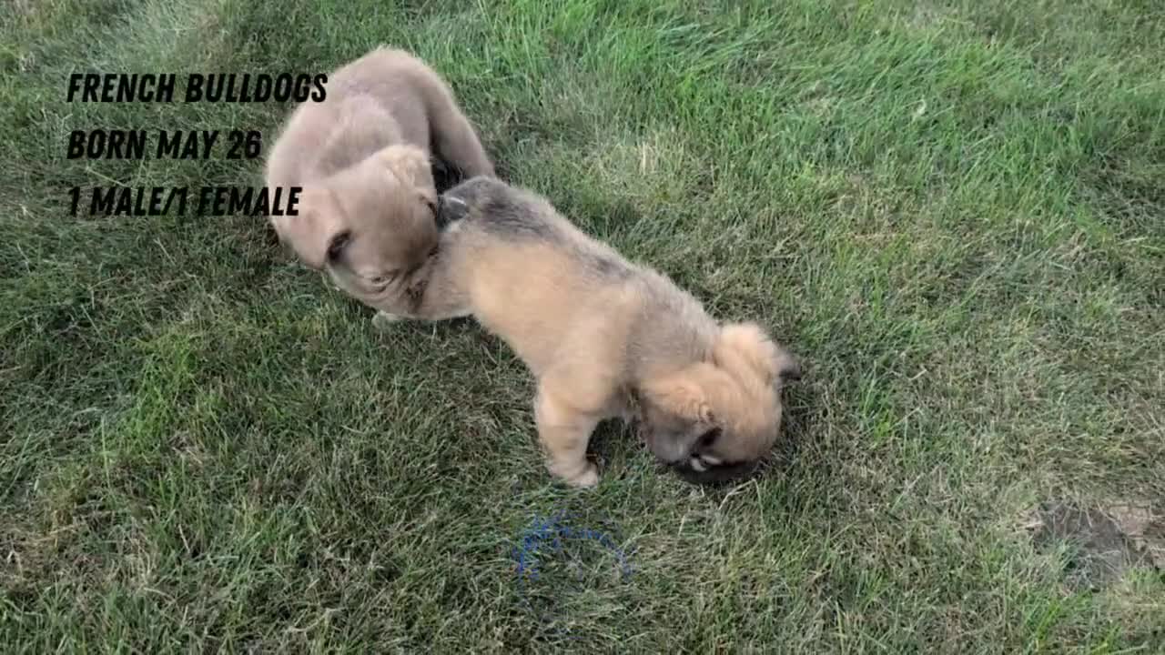 French Bulldog dogs for sale: Ozzy - Video 3