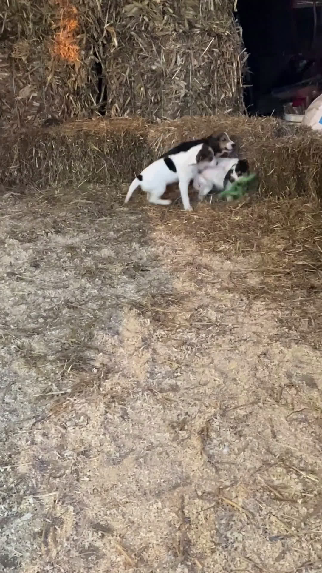 Mixed Breed dogs for sale: Angel  - Video 1