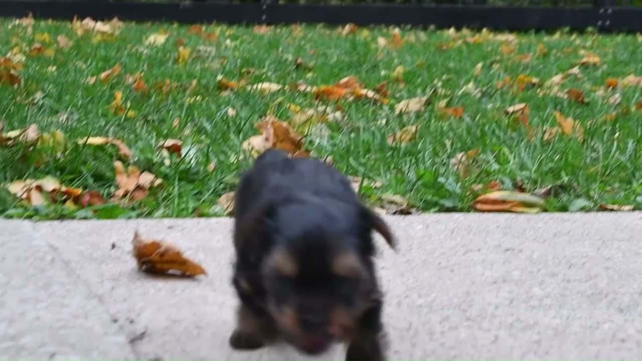 Yorkshire Terrier dogs for sale: Asia - Video 1